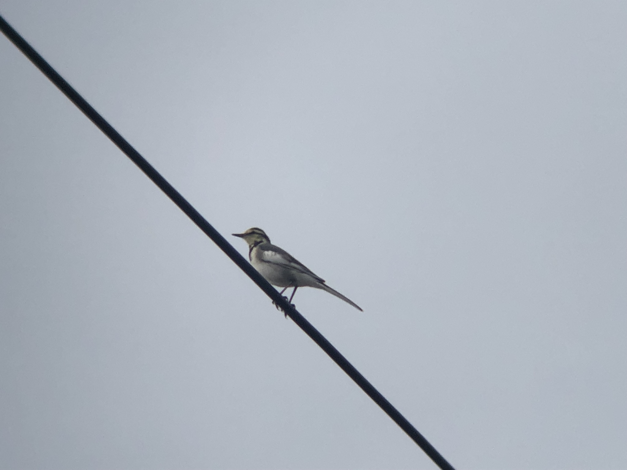 セグロセキレイ牟礼町10月