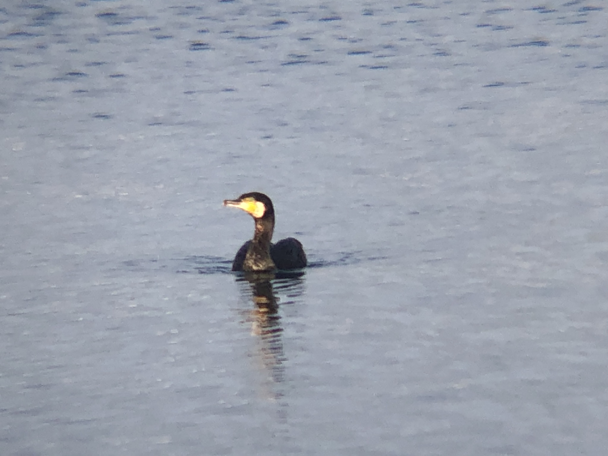 カワウ(11月 撮影場所:高松市牟礼町 原 海)
