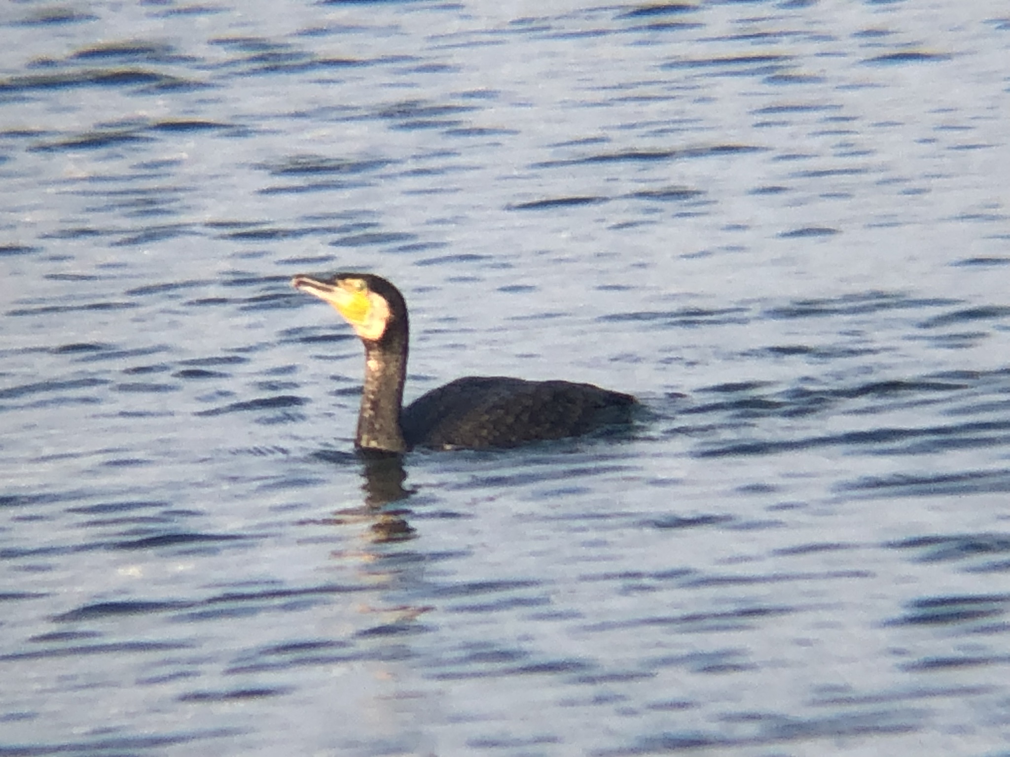 カワウ(11月 撮影場所:高松市牟礼町 原 海)