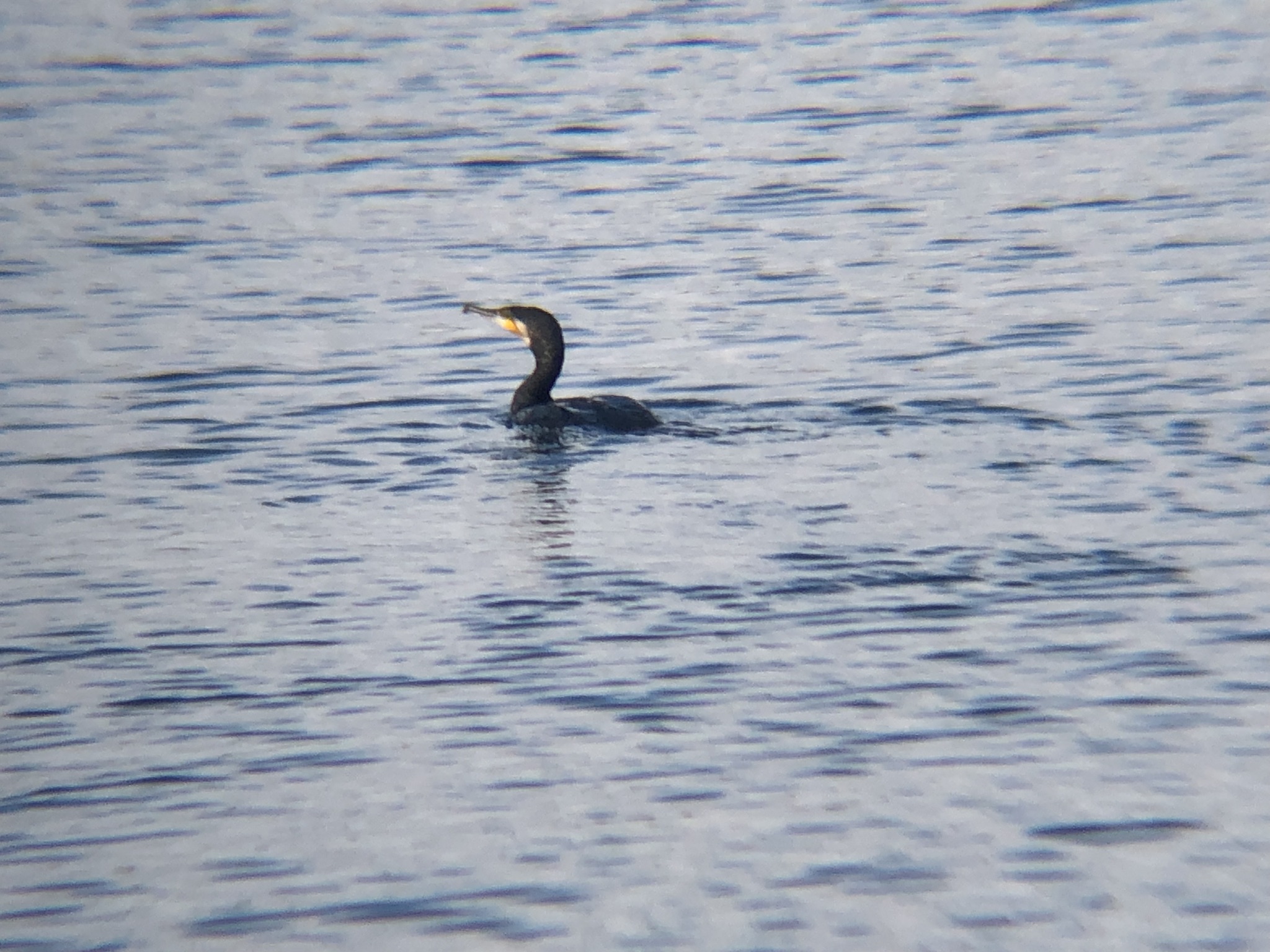 カワウ(11月 撮影場所:高松市牟礼町 原 海)