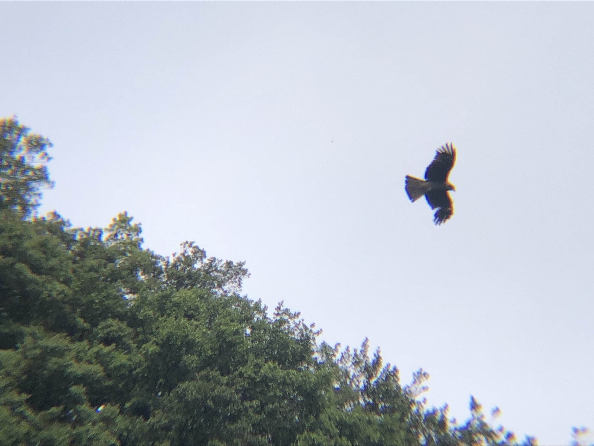 トビ 牟礼町 八栗寺11月撮影