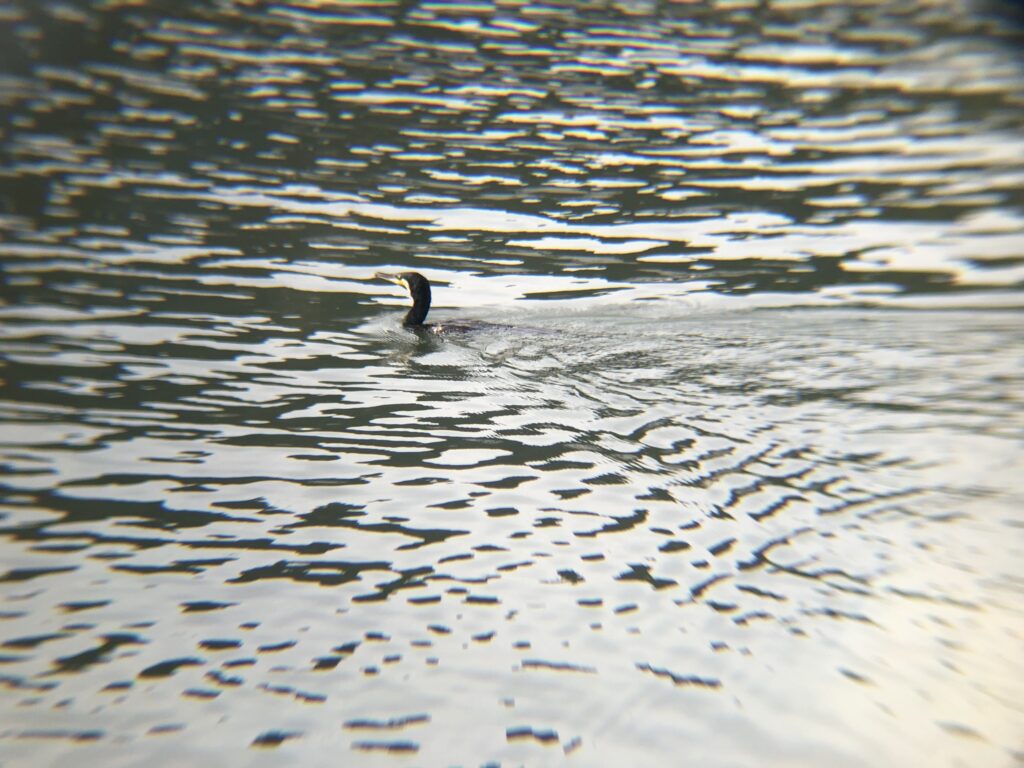 カワウ(11月 撮影場所:高松市牟礼町 相引川)