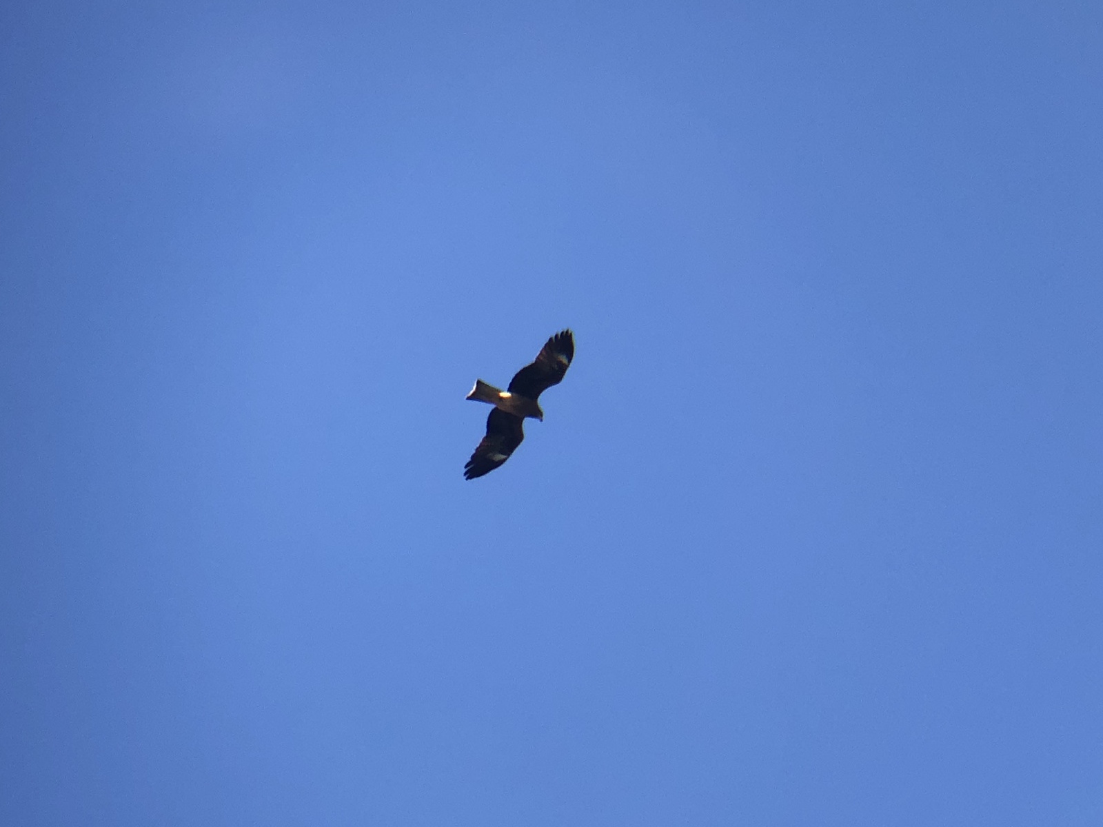 トビ 牟礼町 11月撮影