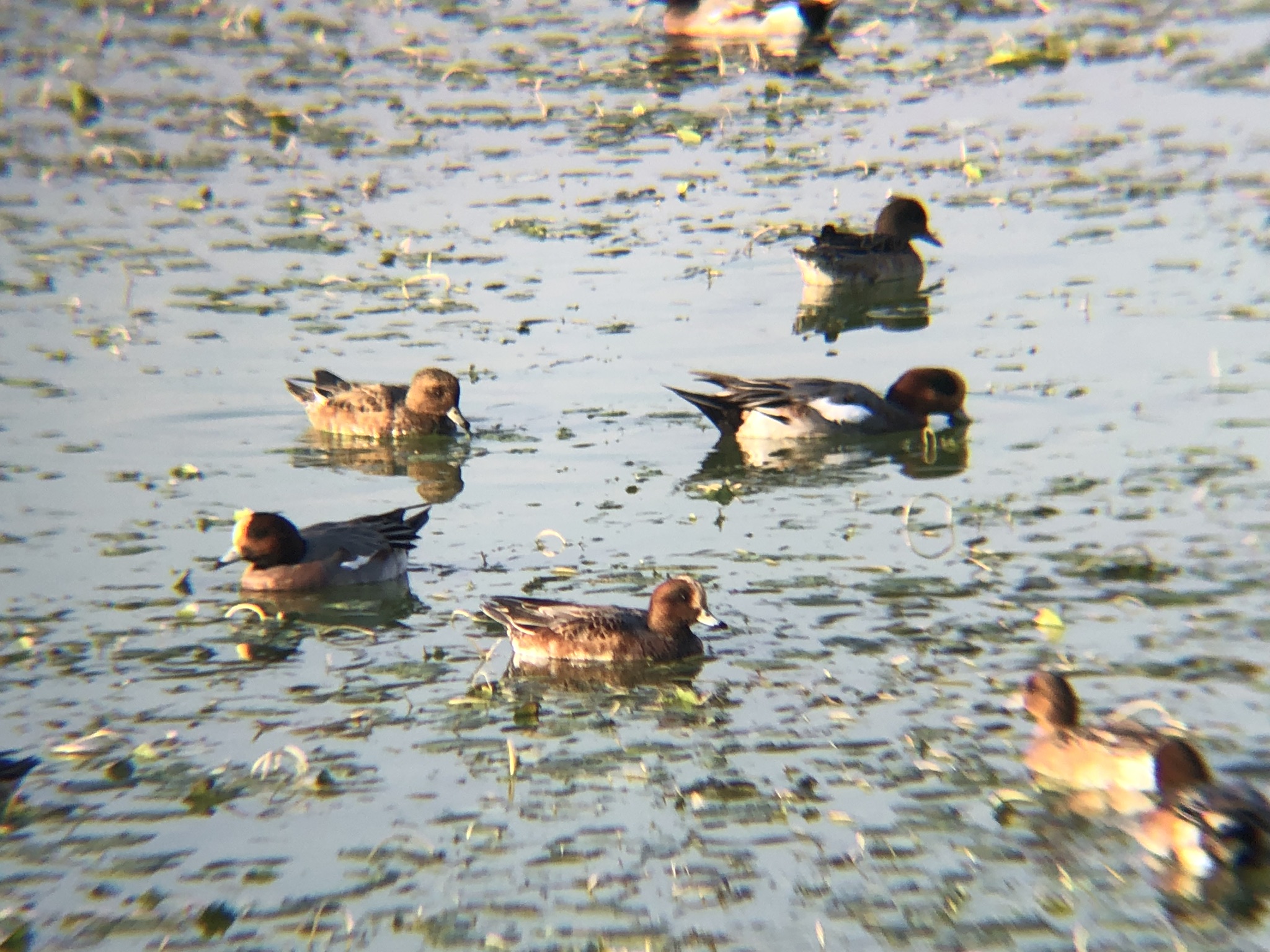 ヒドリガモ 高松市久米池11月