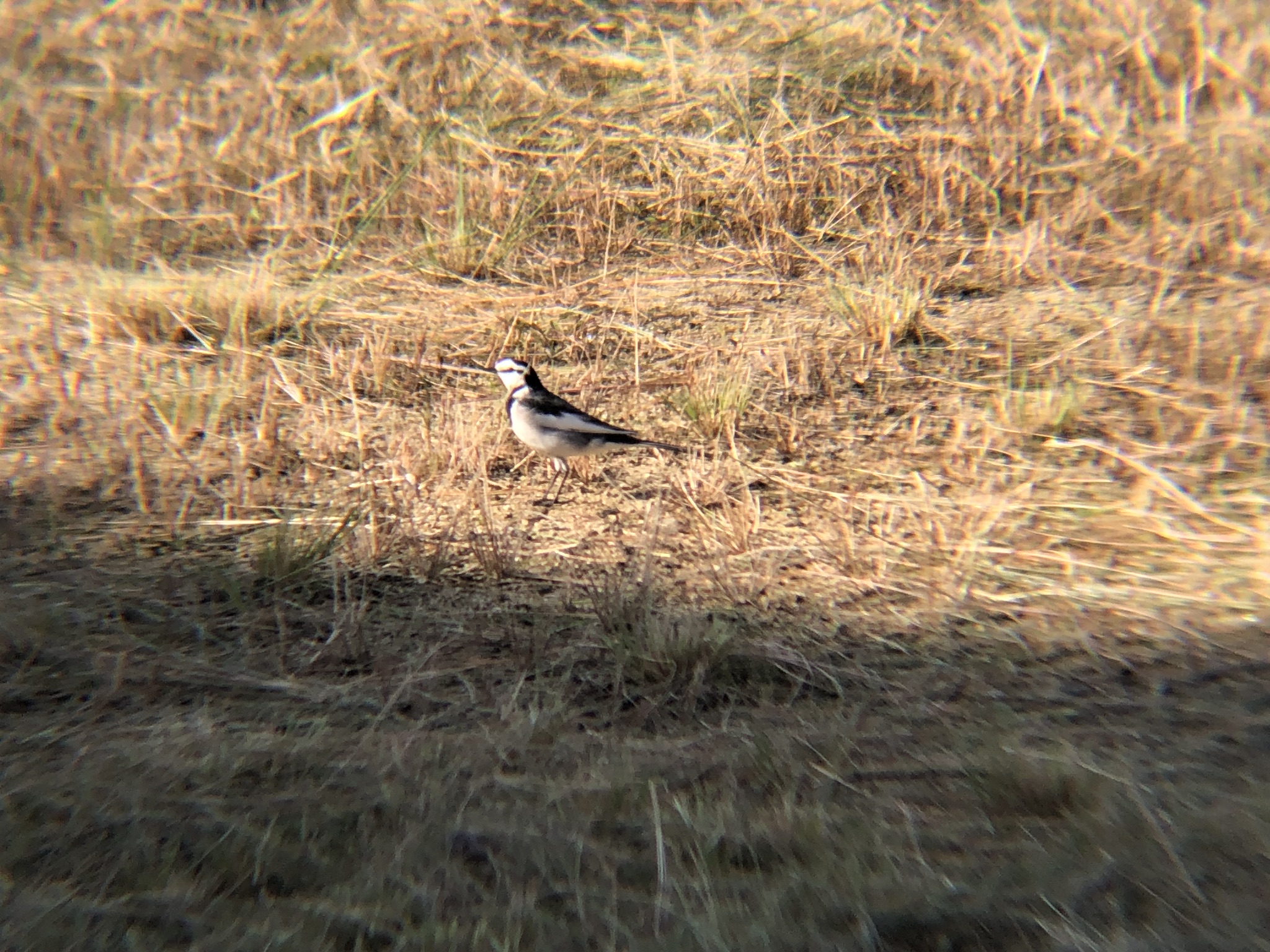 ハクセキレイ牟礼町11月