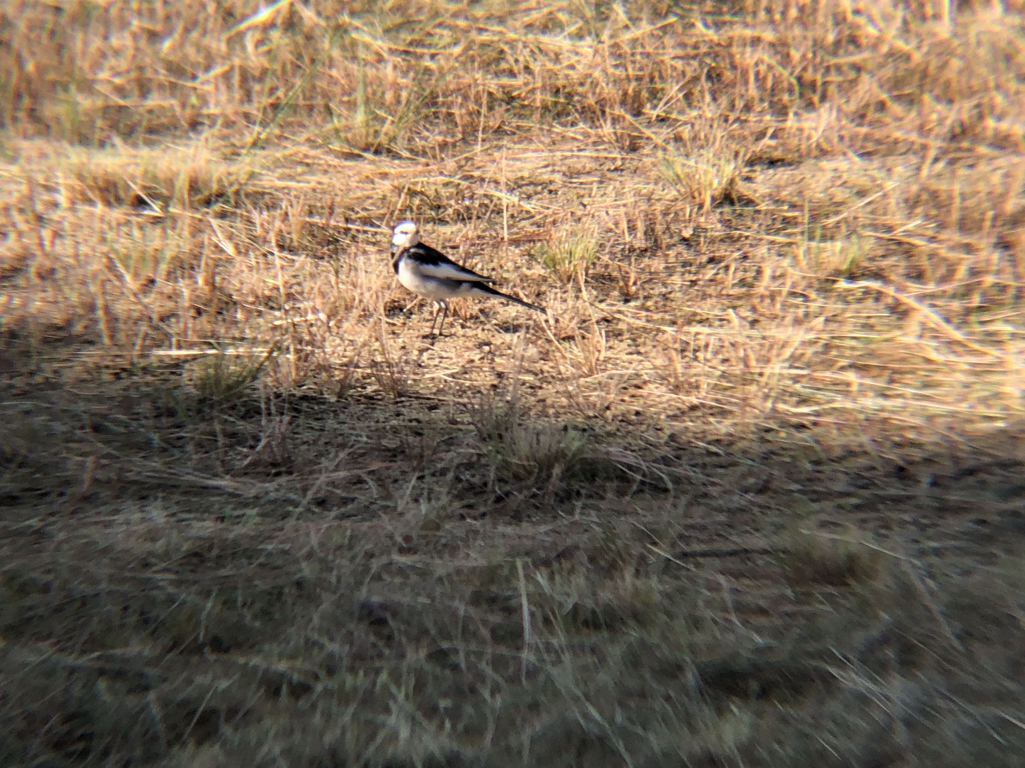ハクセキレイ牟礼町11月