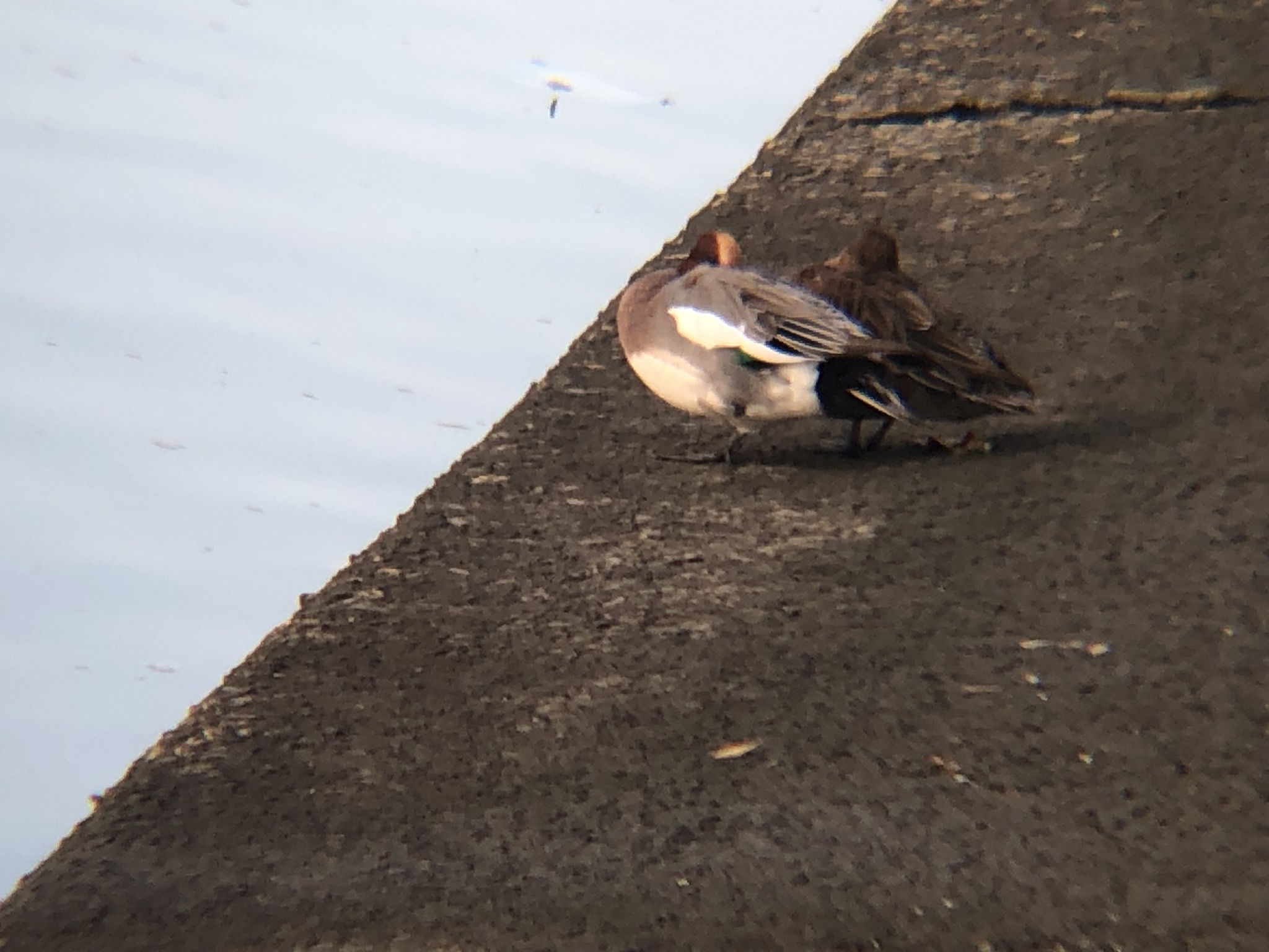 ヒドリガモ 高松市牟礼町11月