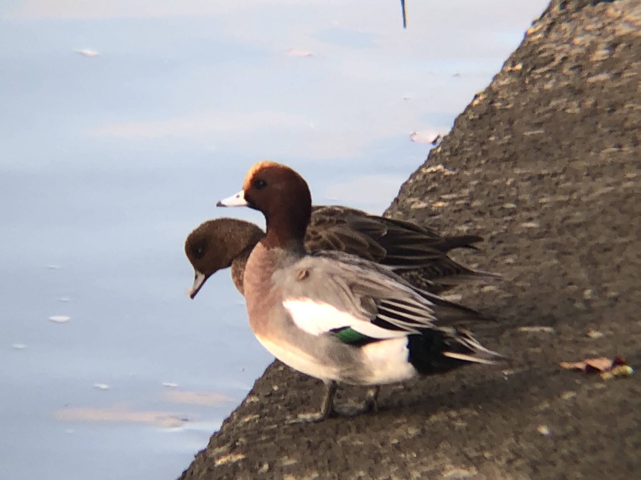 ヒドリガモ 高松市牟礼町11月