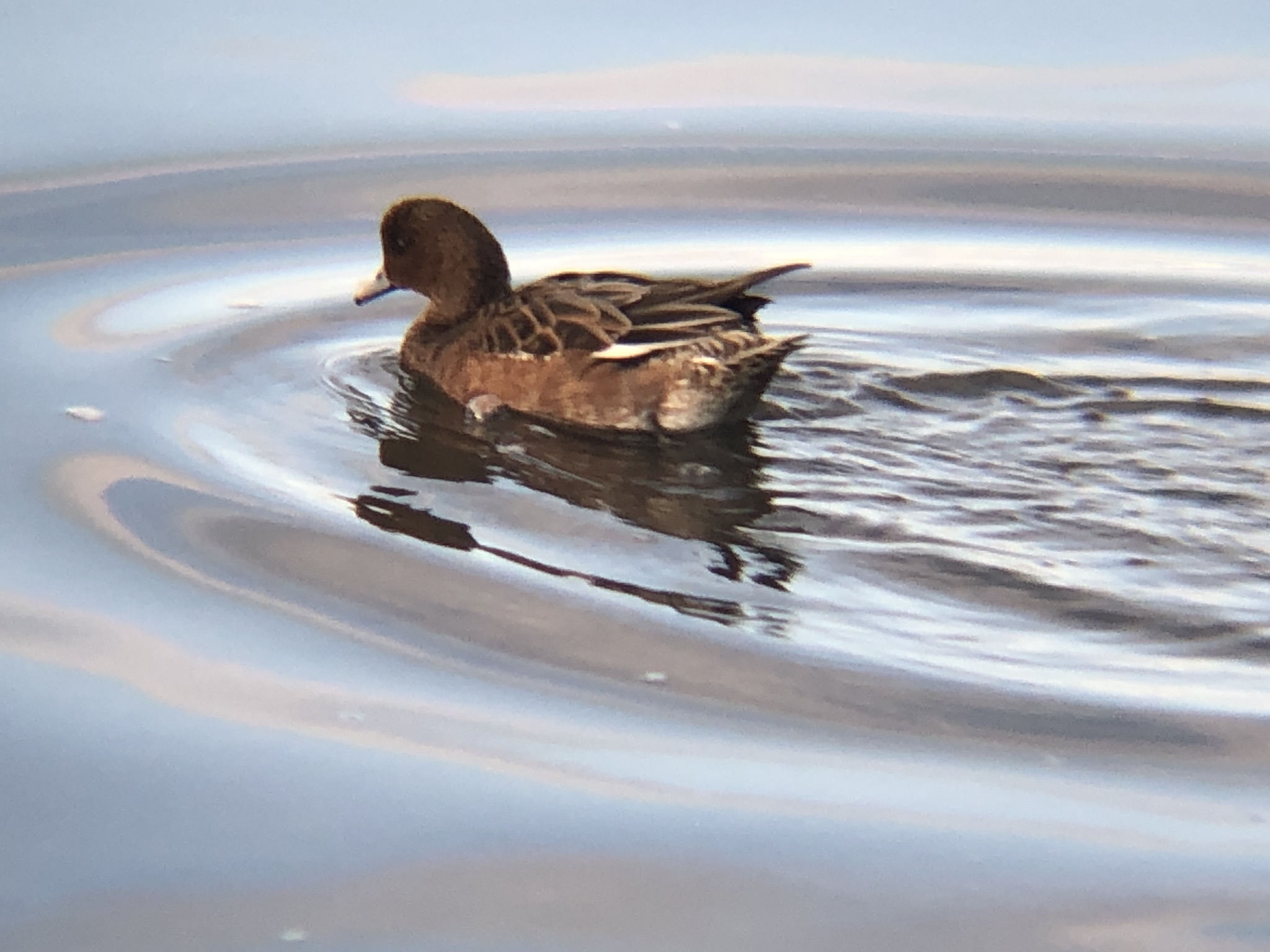 ヒドリガモ 高松市牟礼町11月