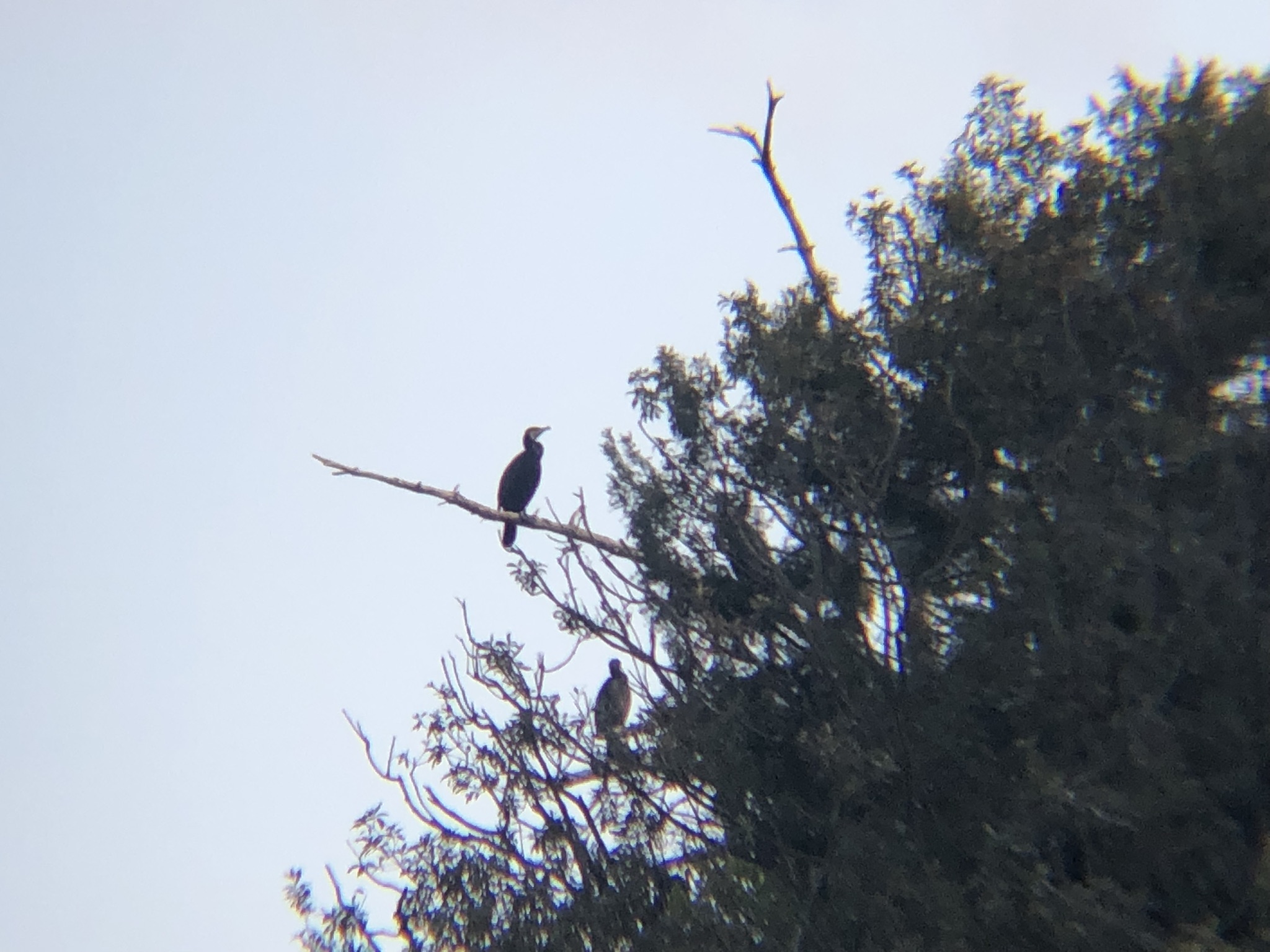 カワウ(11月 撮影場所:高松市牟礼町 ため池)