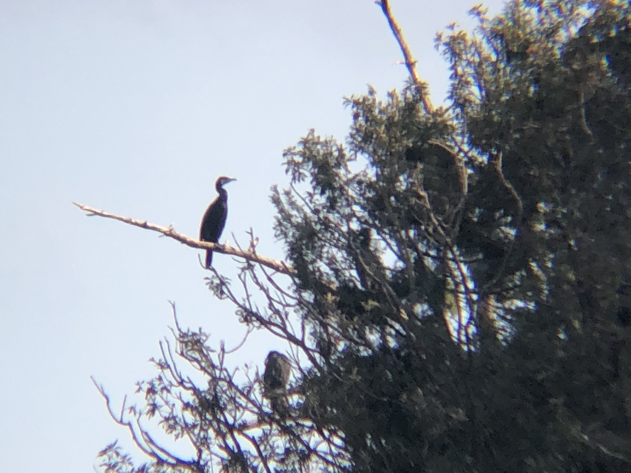 カワウ(11月 撮影場所:高松市牟礼町 ため池)