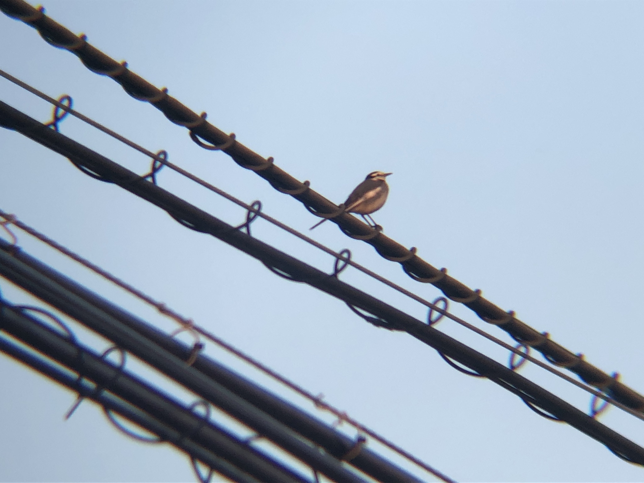 夕日が当たっているセキレイ