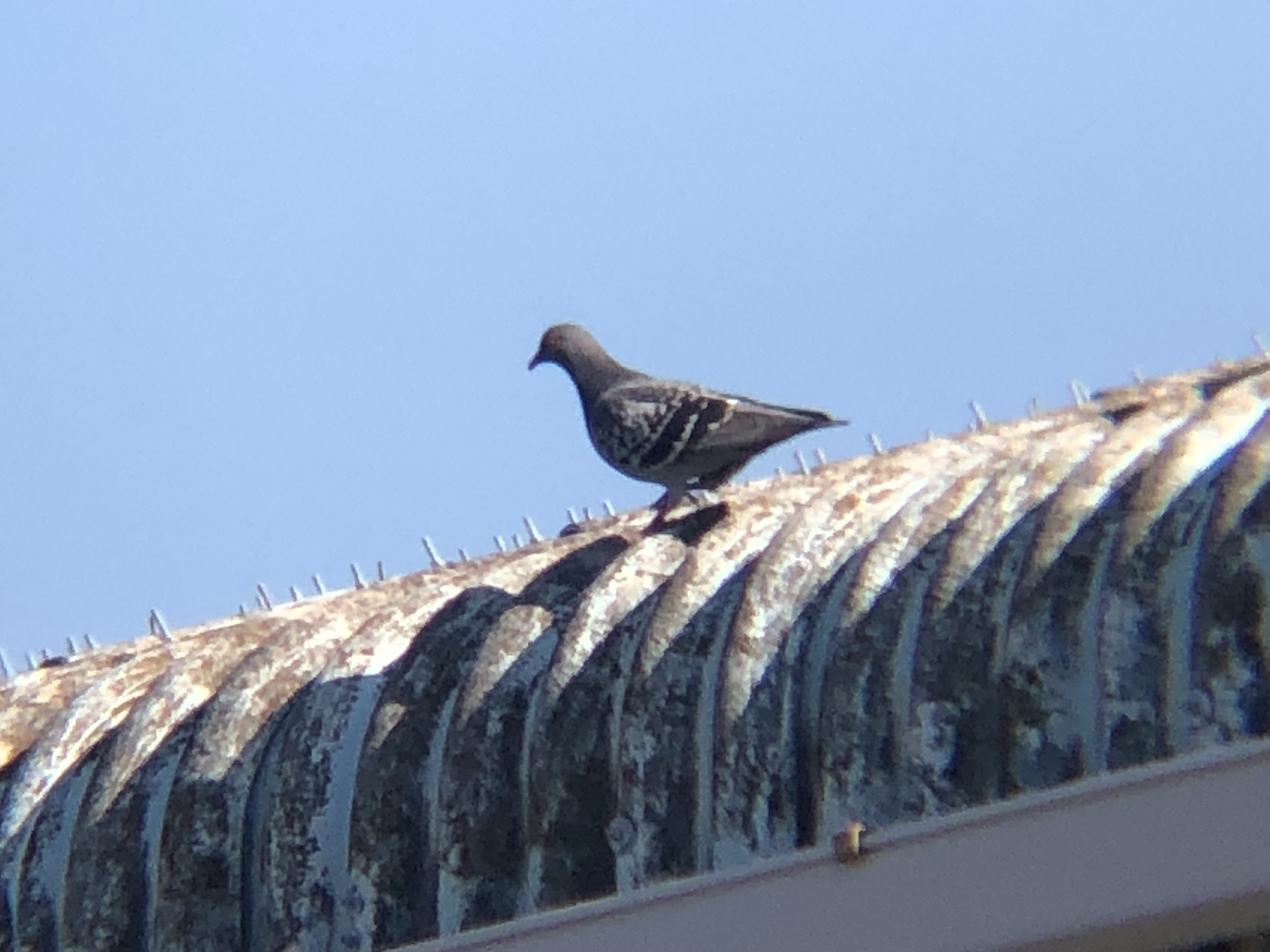 キジバト 高松市牟礼 11月撮影