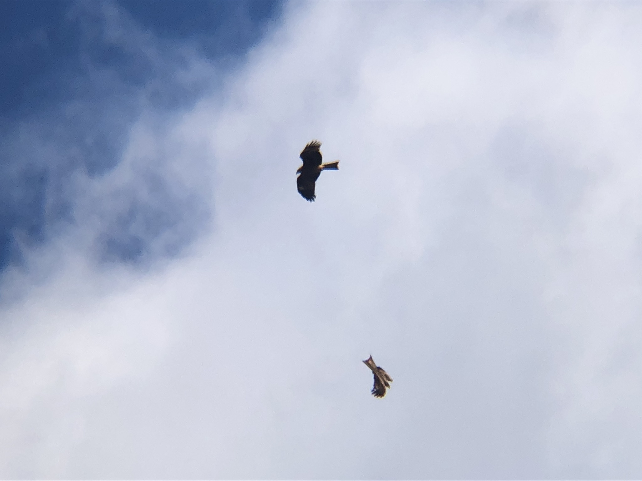 トビ 牟礼町 12月八栗