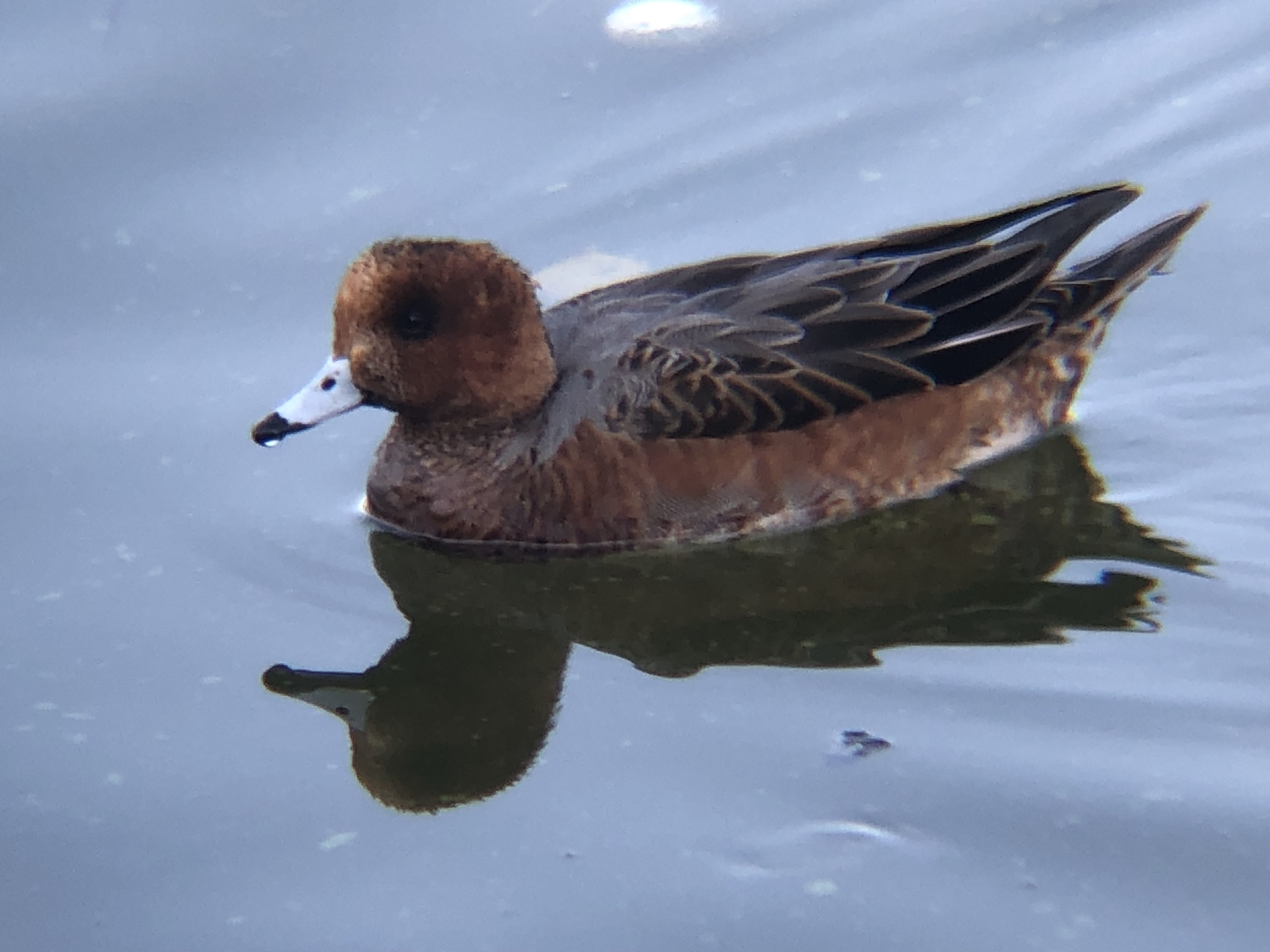 ヒドリガモ 高松市牟礼町12月