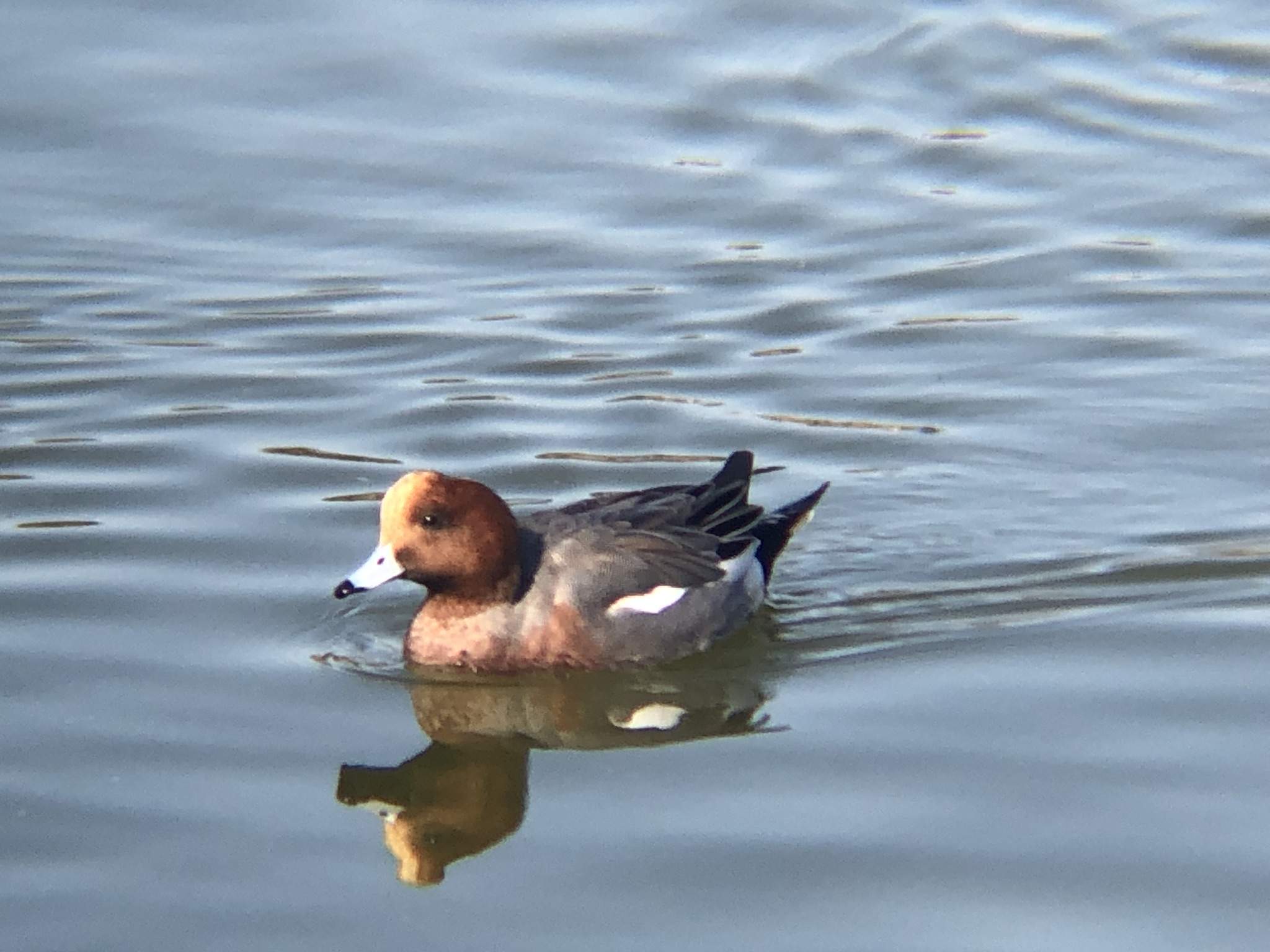ヒドリガモ 高松市牟礼町12月