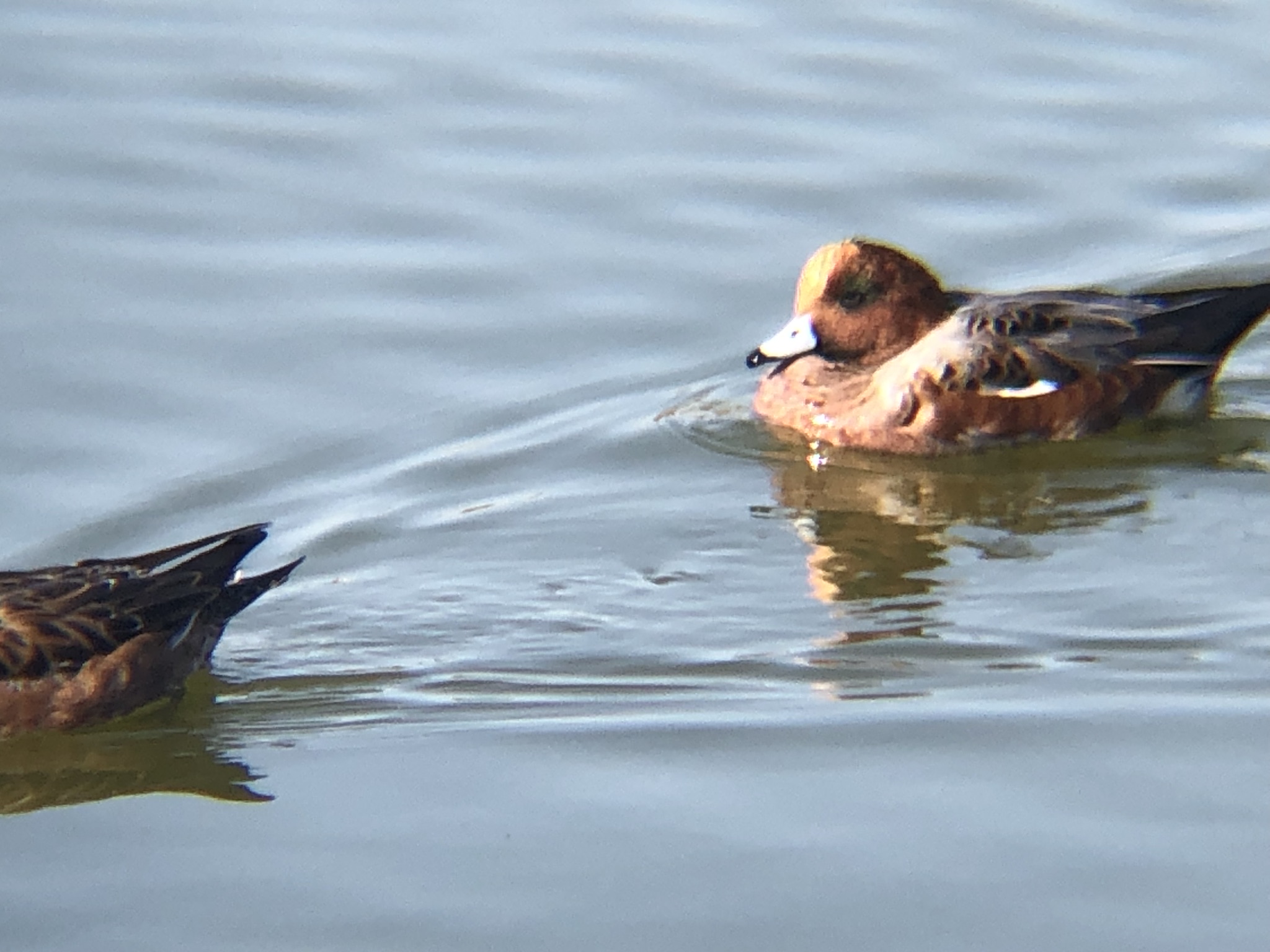 ヒドリガモ 高松市牟礼町12月