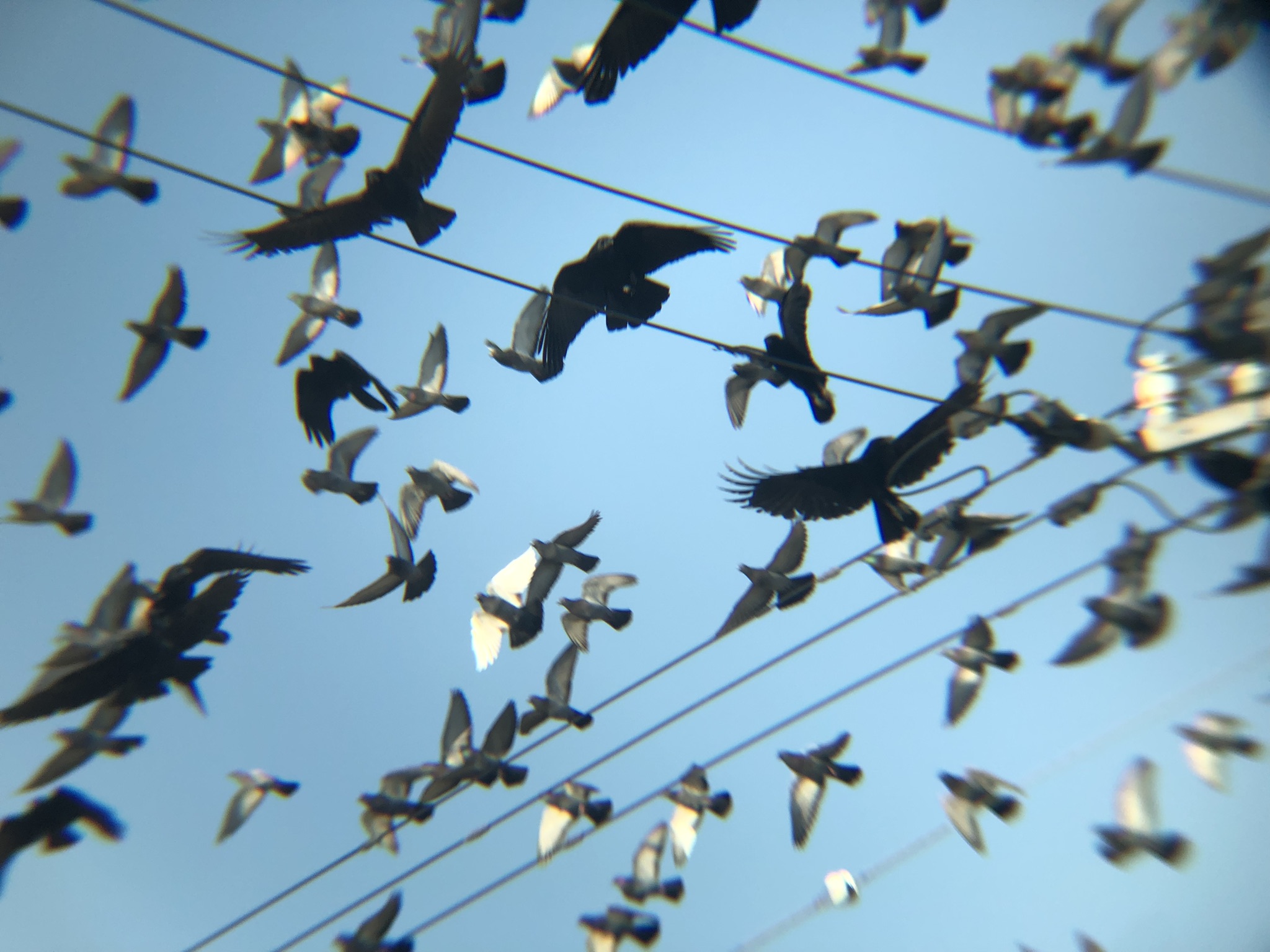 ハトとカラスの混群 牟礼町12月