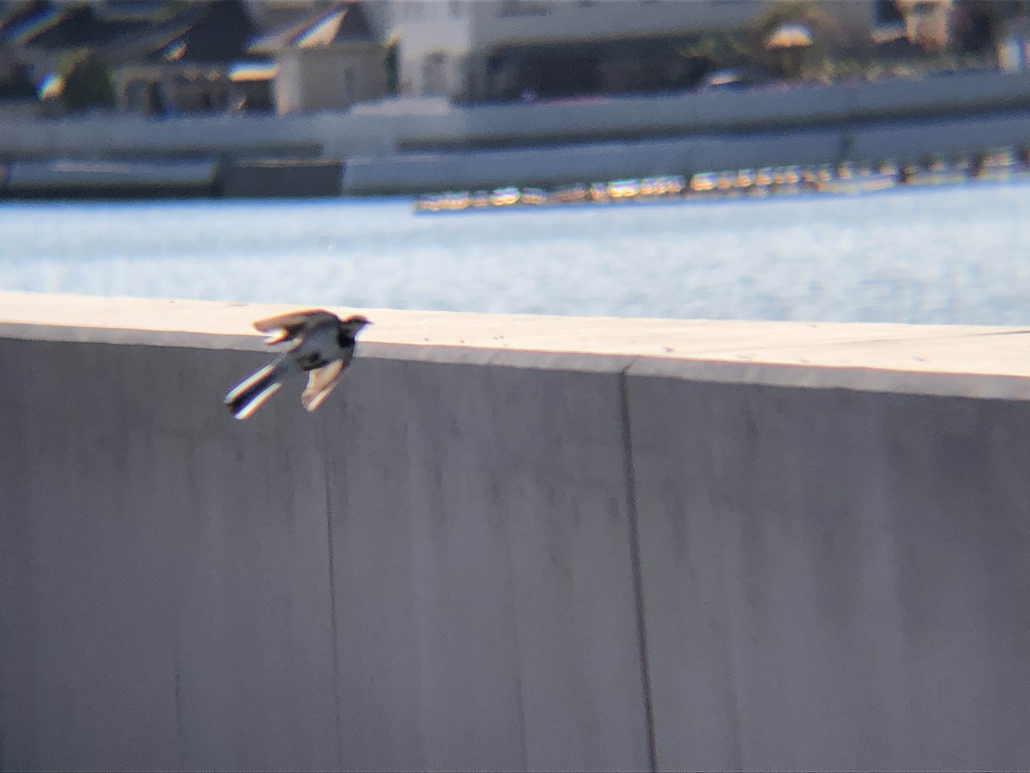 ハクセキレイ 飛翔 高松市牟礼町 八栗 河口12月飛翔