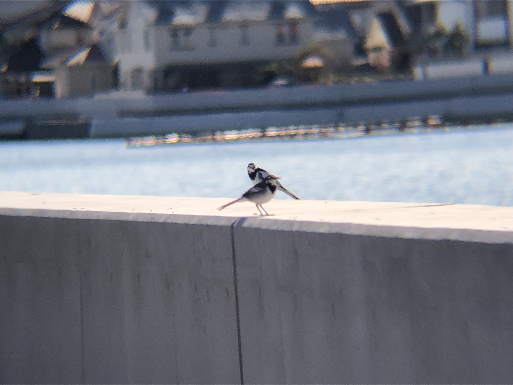ハクセキレイ 高松市牟礼町 八栗 河口12月2羽