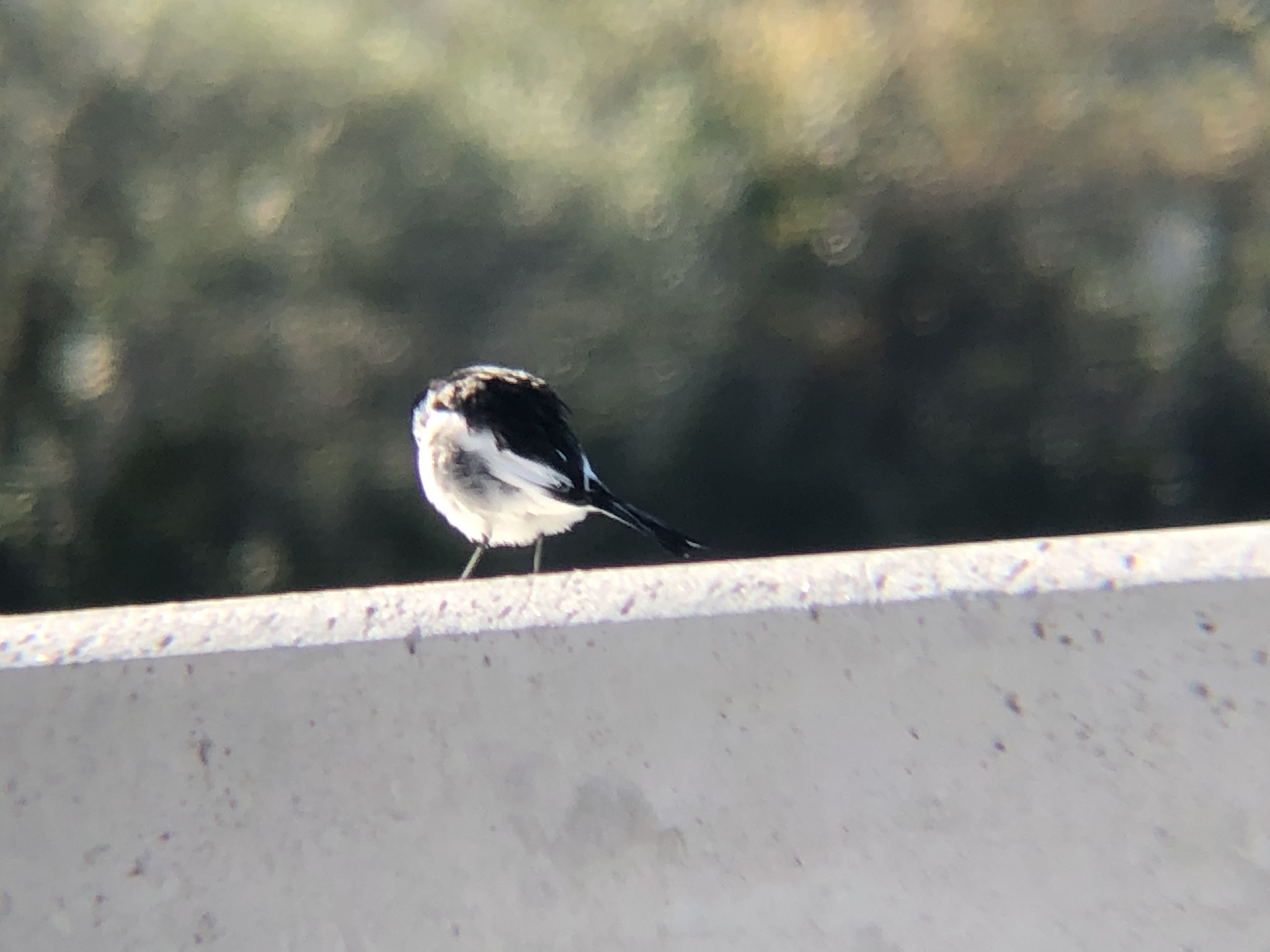 ハクセキレイ 高松市牟礼町 八栗 河口12月