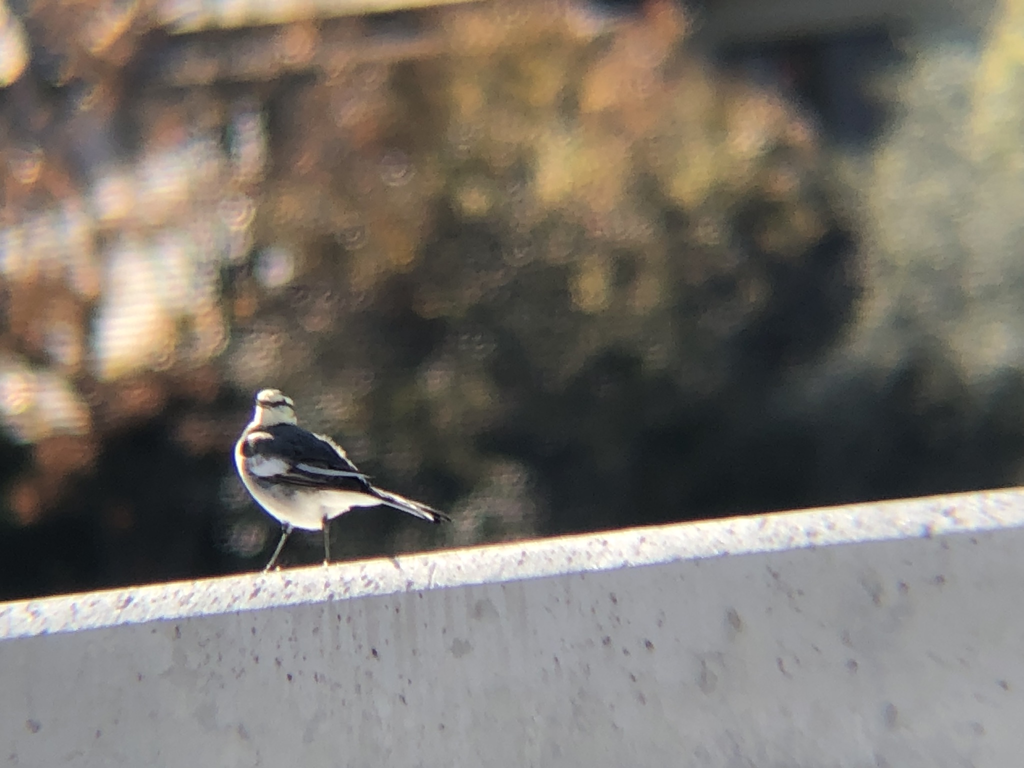 ハクセキレイ 高松市牟礼町 八栗 河口12月2025年