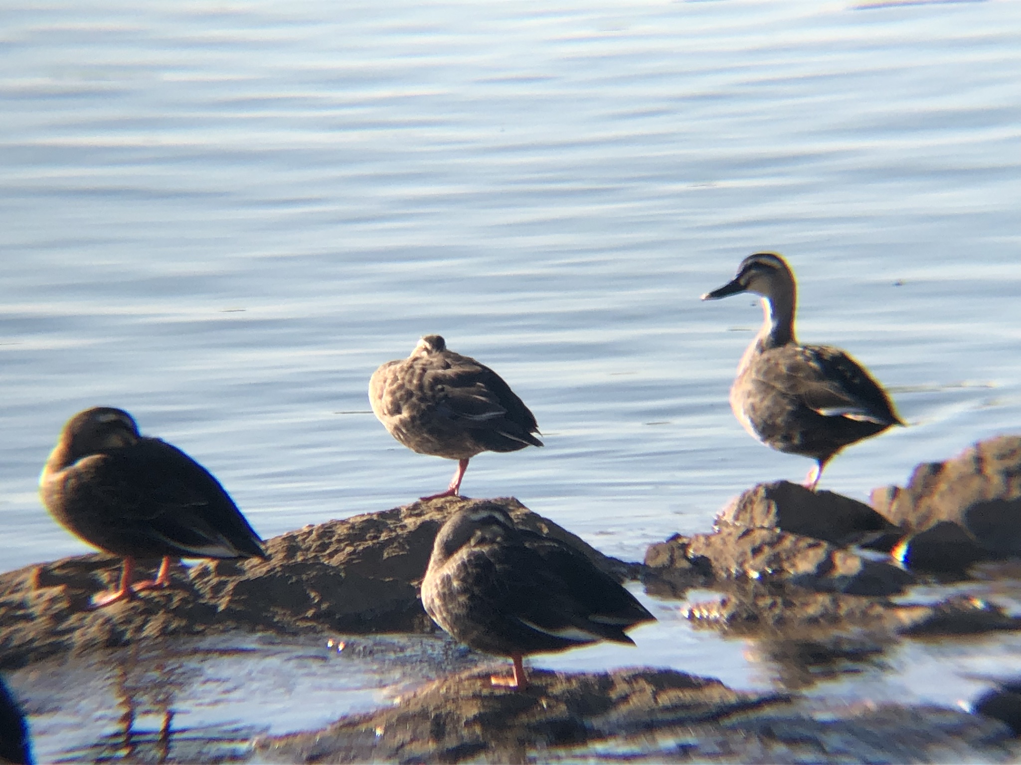 カルガモ 高松市 屋島大橋近くの相引川河口 12月撮影