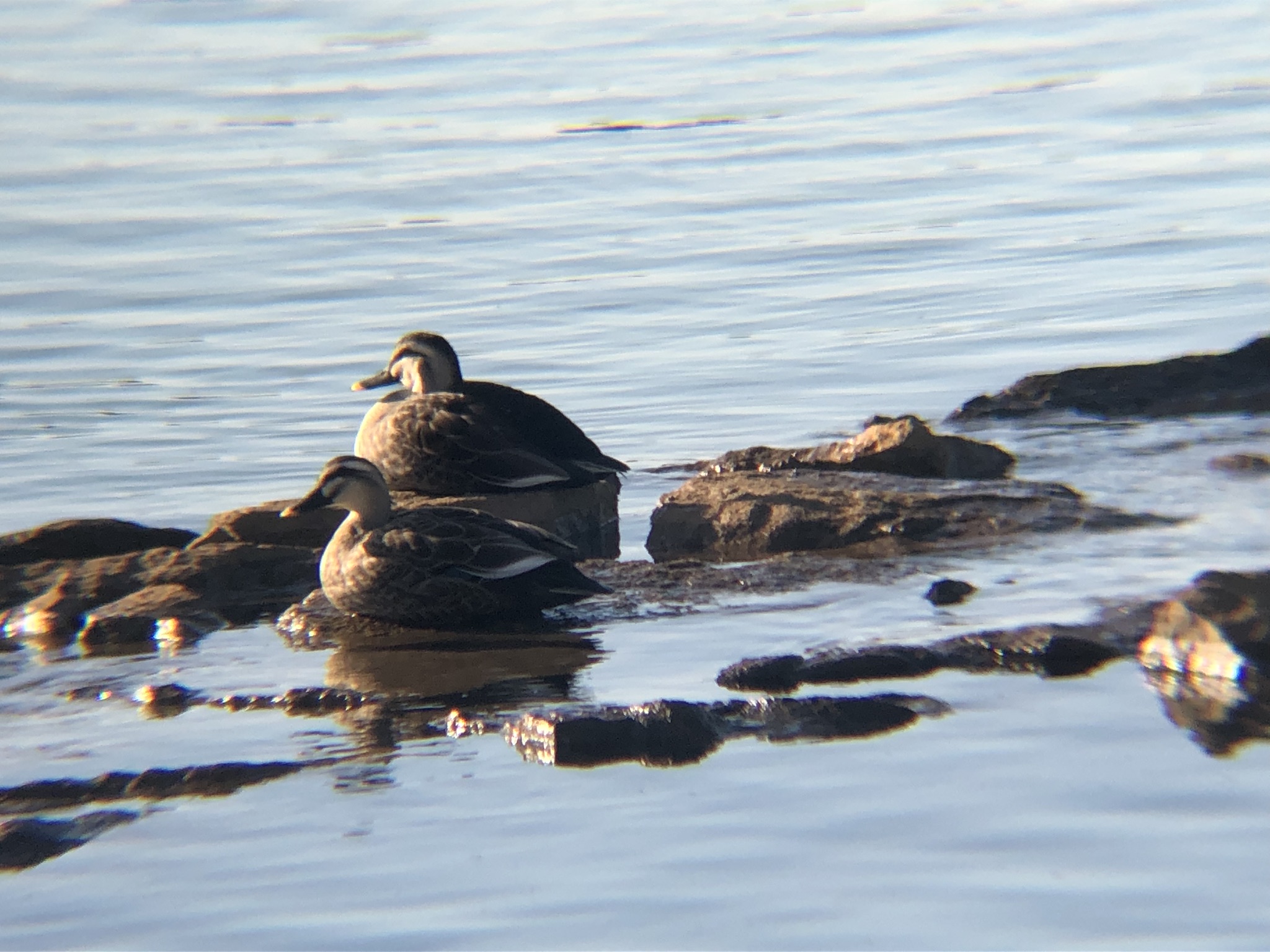 カルガモ 高松市 屋島大橋近くの相引川河口 2025年12月撮影
