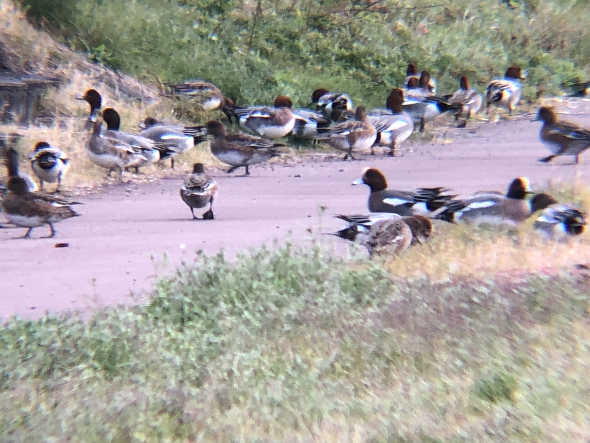 高松市 春日川河川敷 ヒドリガモ