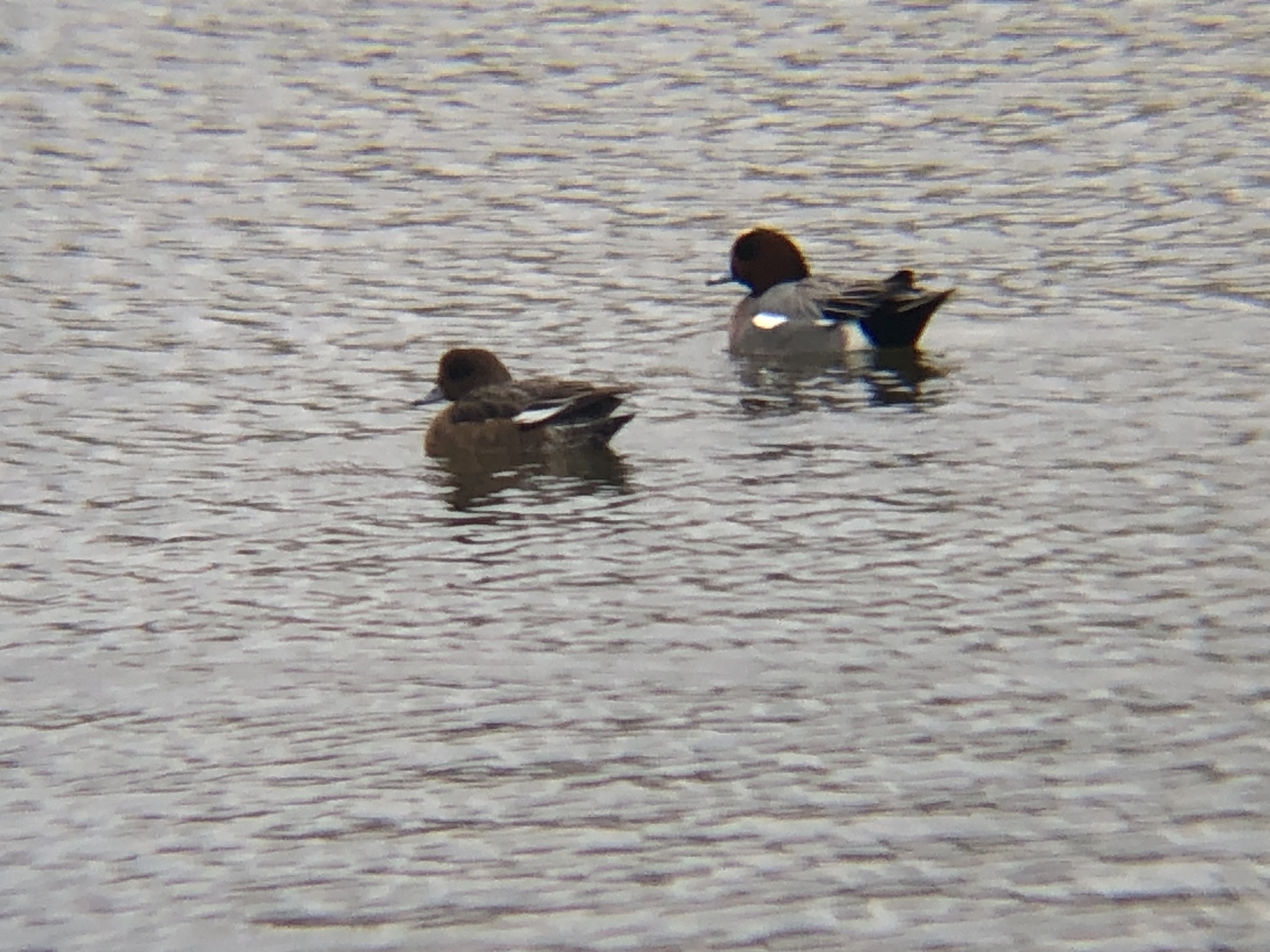高松市 春日川河川敷 ヒドリガモ