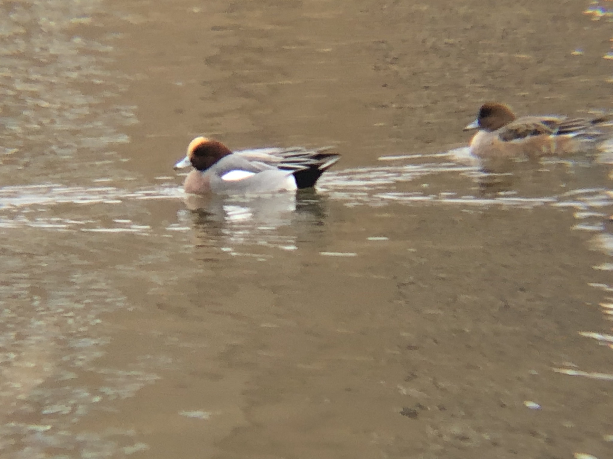 高松市 春日川河川敷 ヒドリガモ