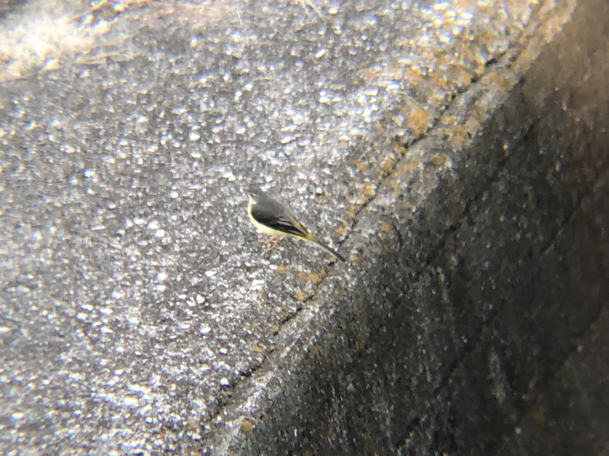 キセキレイ 牟礼町 12月