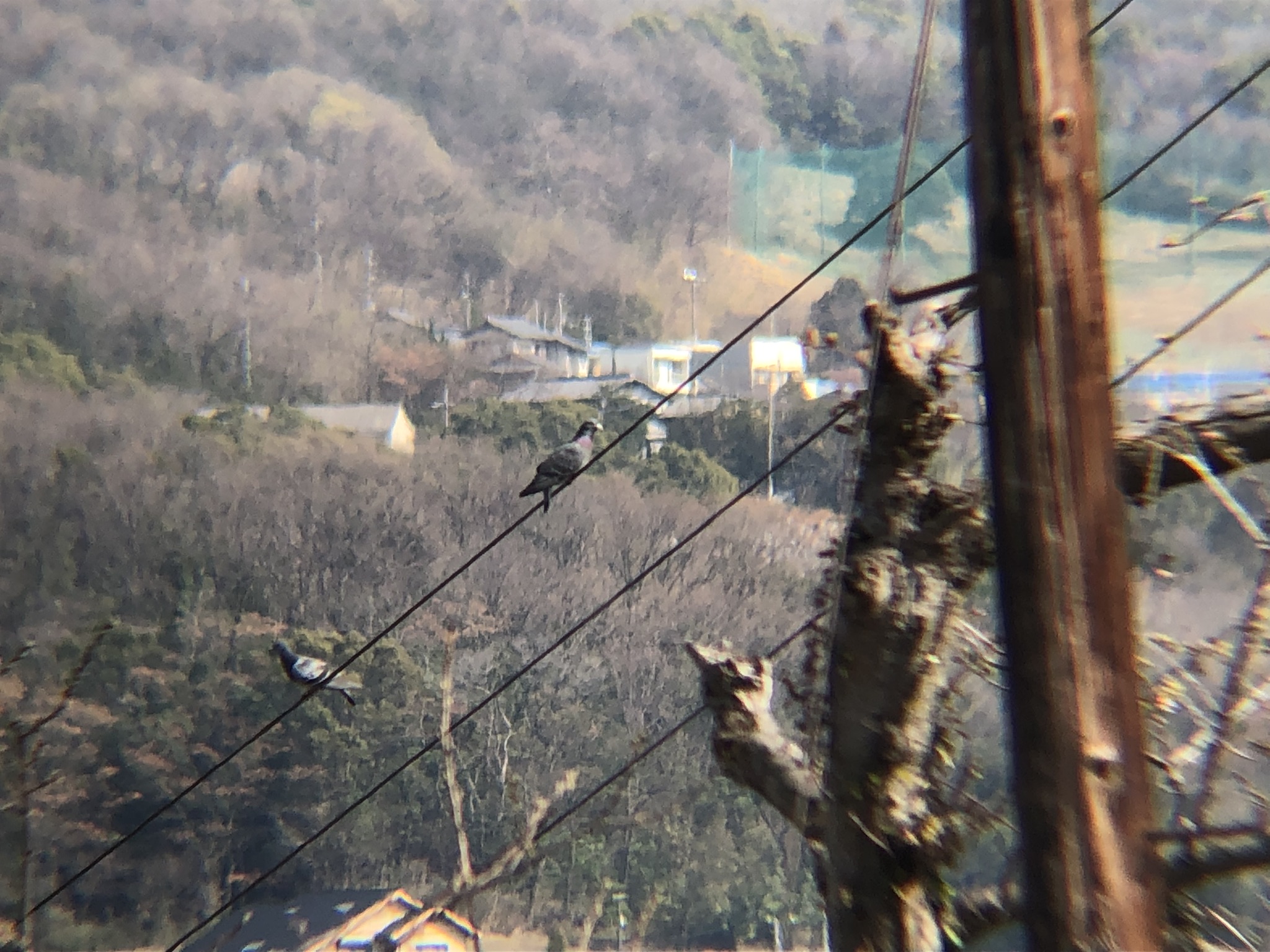 キジバト 高松市屋島東町 ３月
