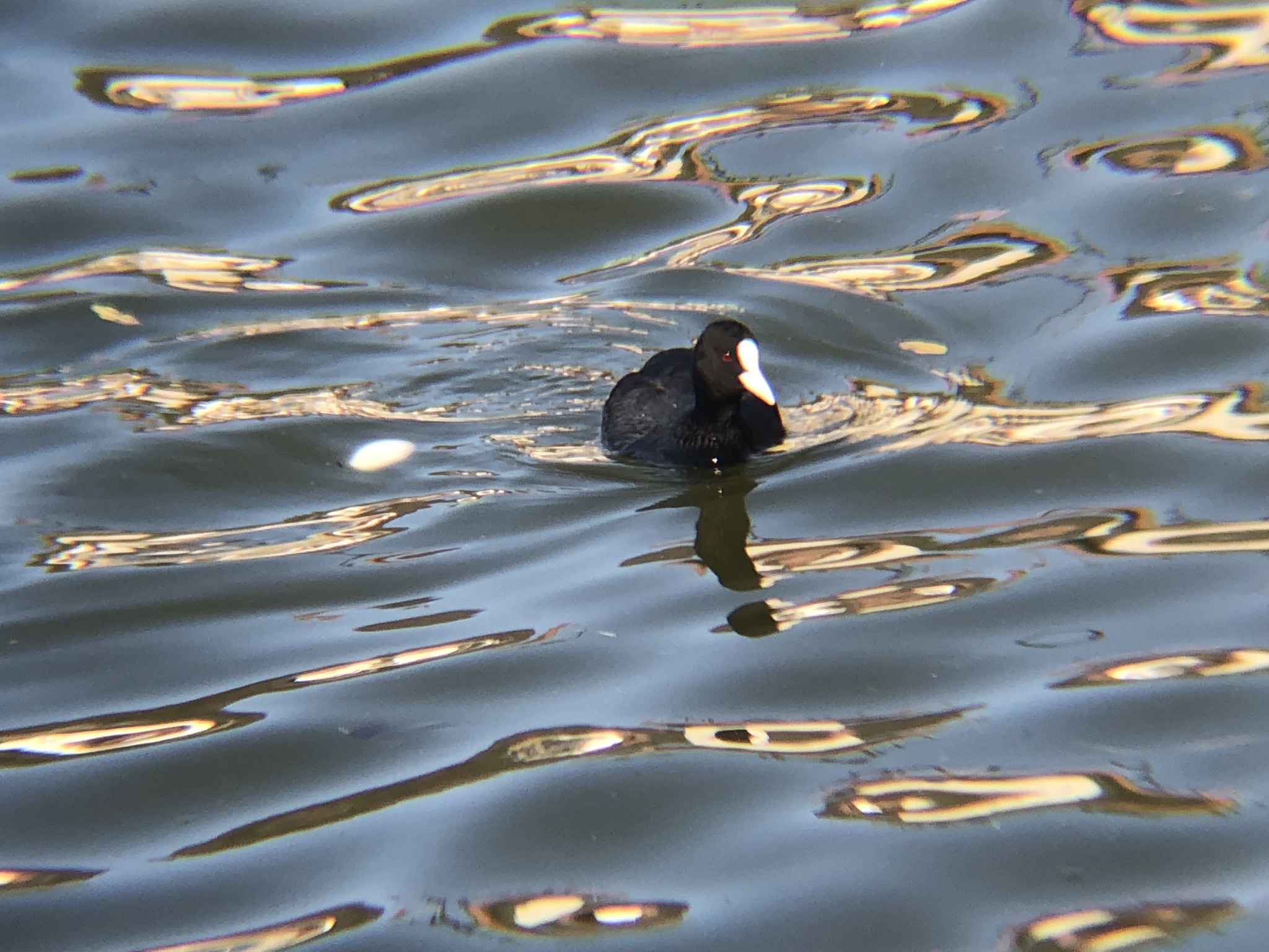 オオバン 高松市牟礼