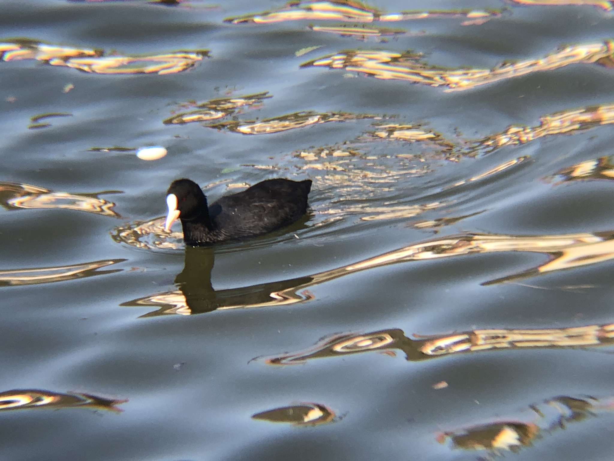 オオバン 高松市牟礼