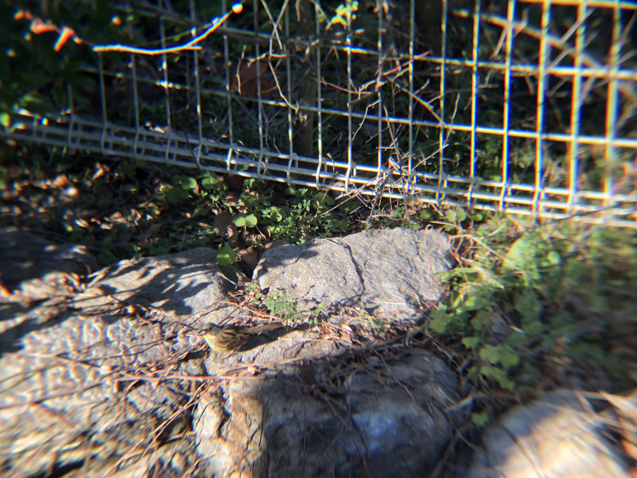 カワラヒワ 高松市牟礼町