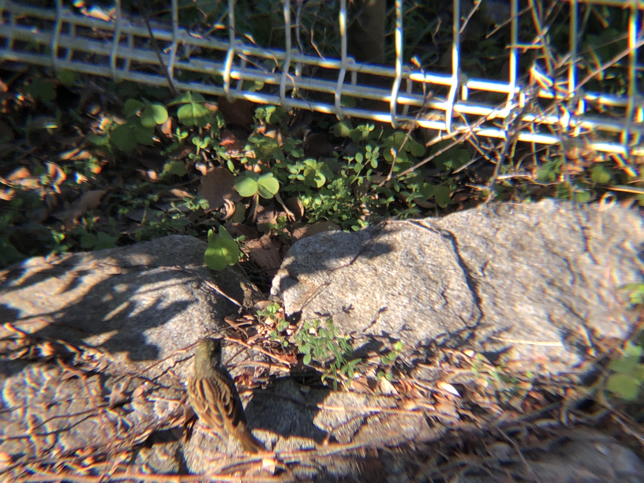カワラヒワ 高松市牟礼町
