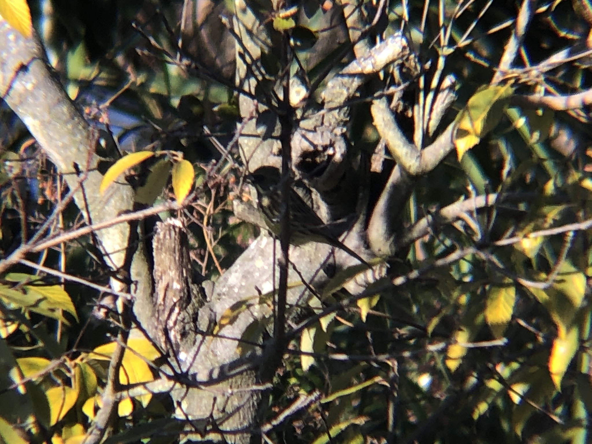 カワラヒワ 高松市牟礼町