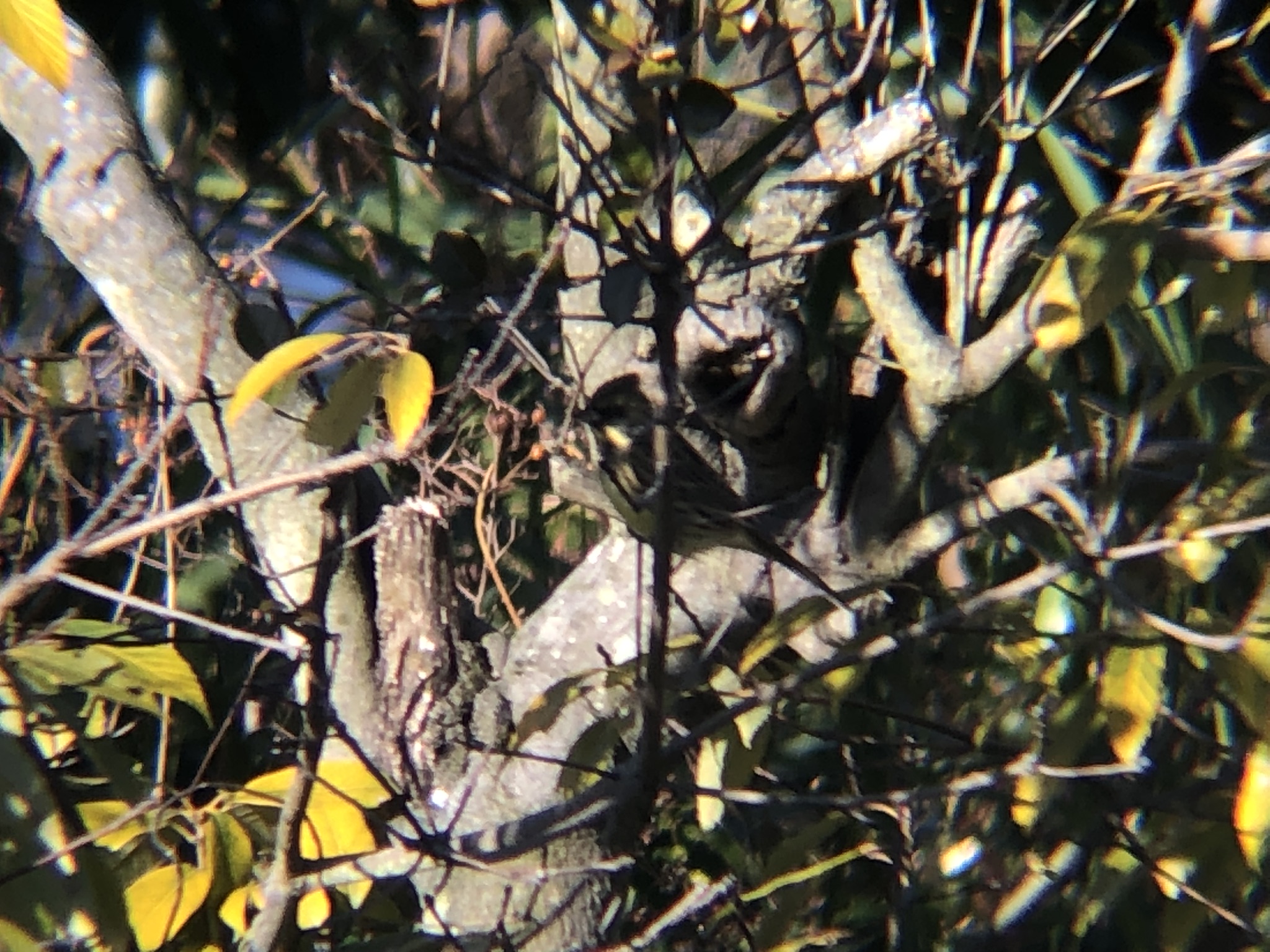 カワラヒワ 高松市牟礼町