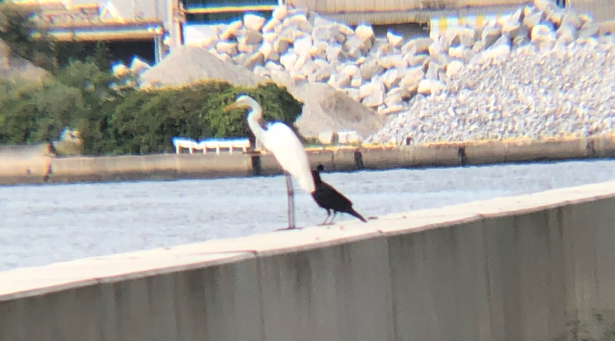 シラサギとカラスの奇跡の横並び