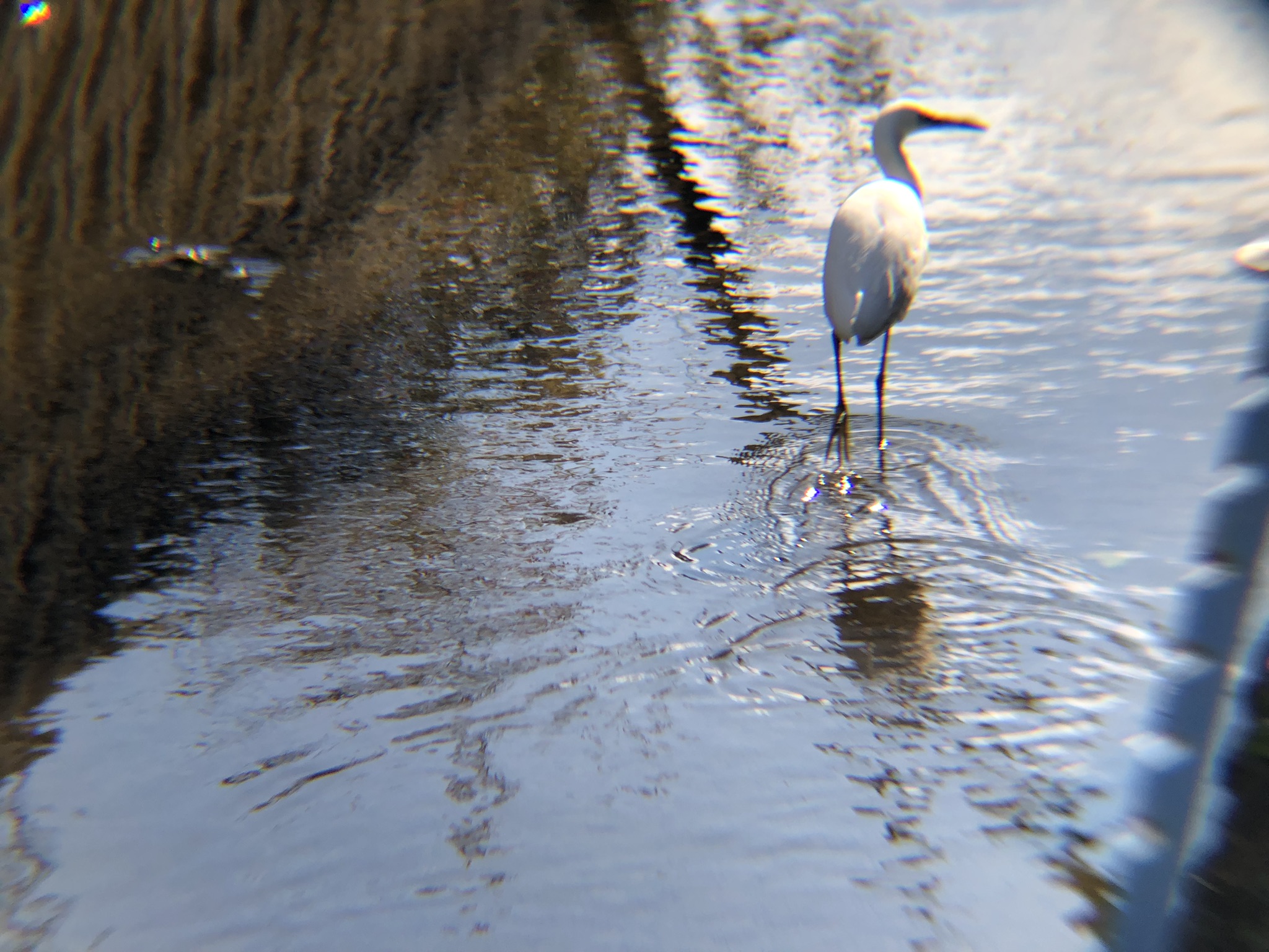 シラサギ(コサギ) 高松市 ため池 12月撮影!