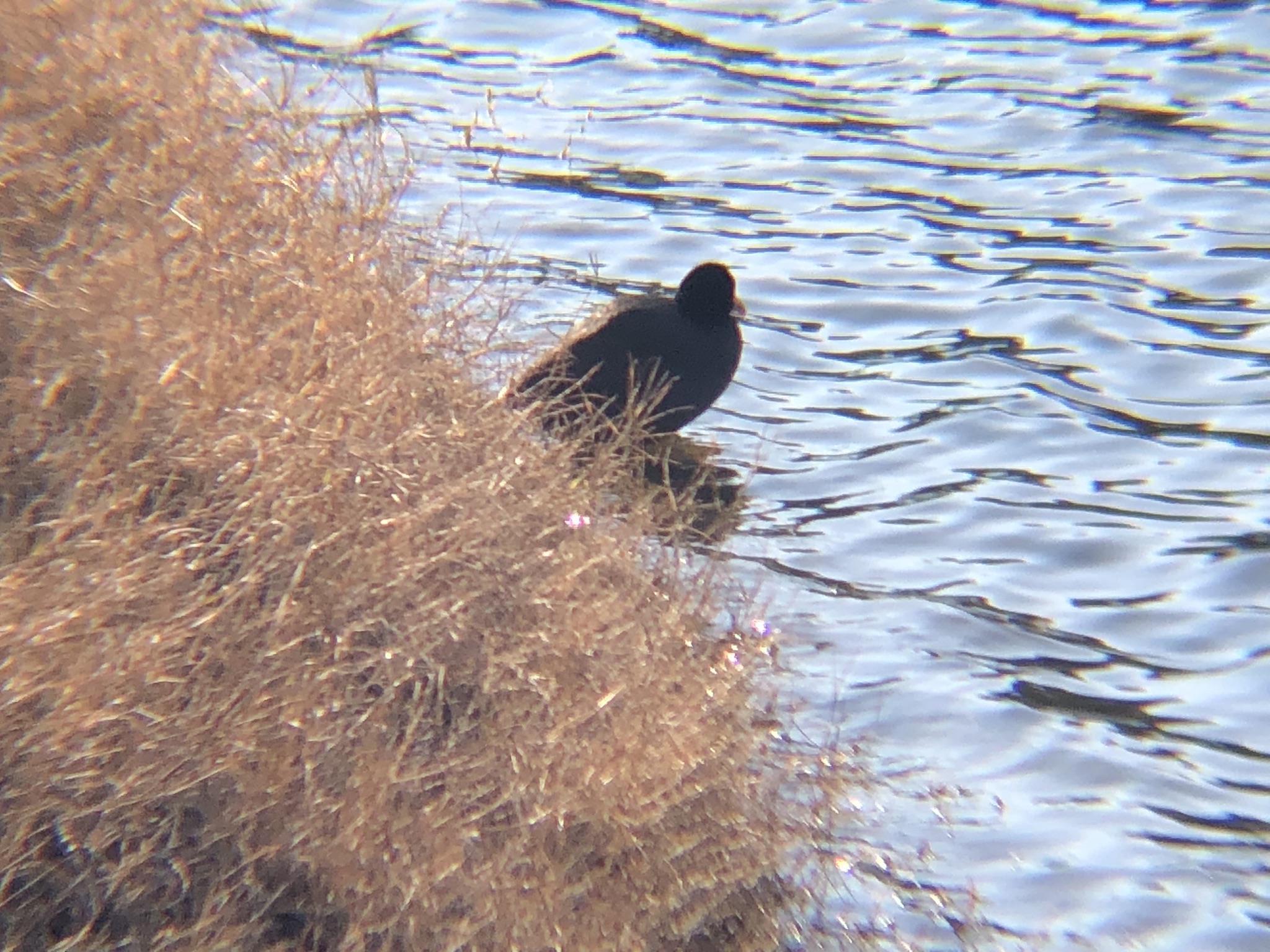 オオバン 高松市牟礼町 1月撮影
