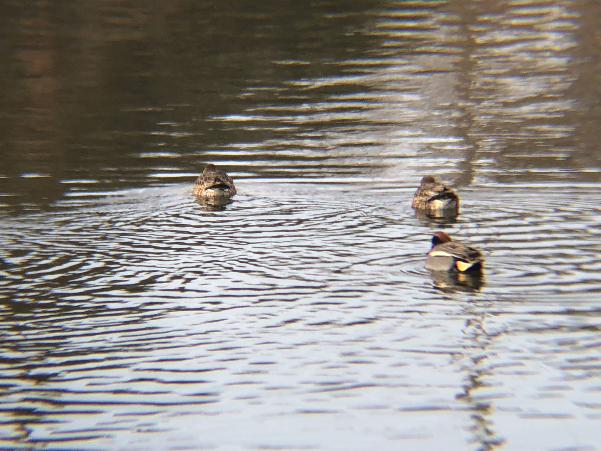 コガモ 役戸二ツ池親水公園 高松市牟礼町 1月撮影