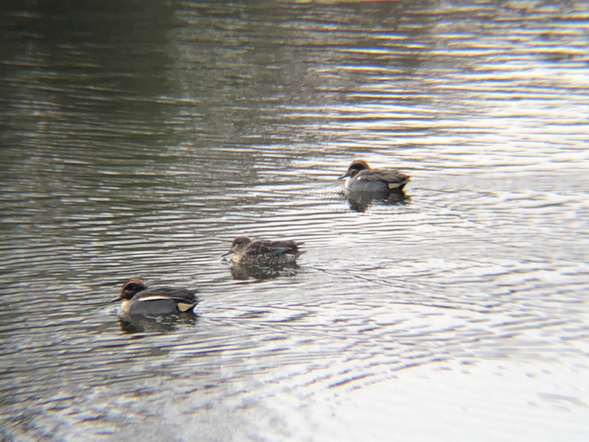 コガモ 役戸二ツ池親水公園 高松市牟礼町 1月撮影