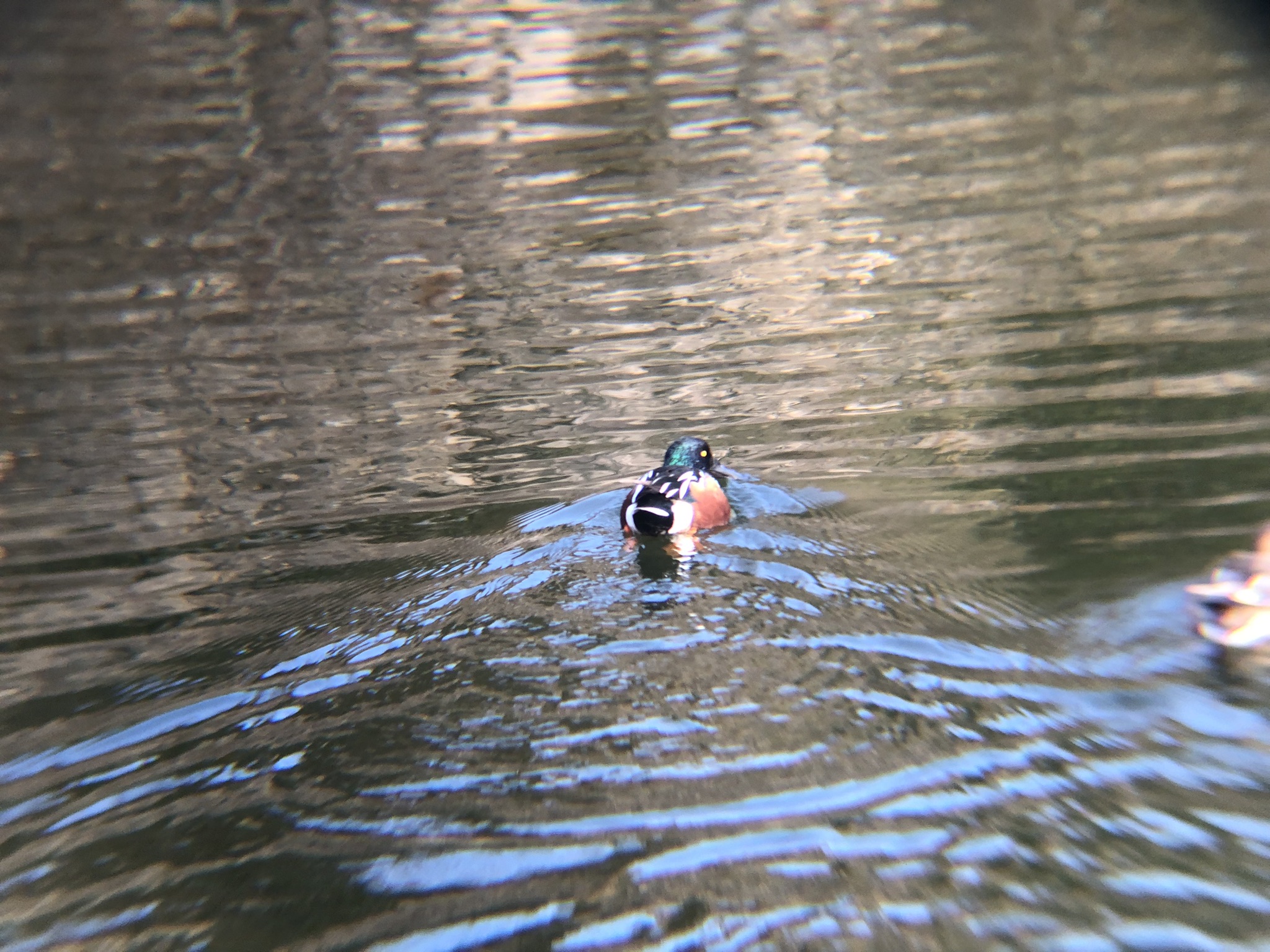 ハシビロガモ 高松市牟礼町 ため池１月
