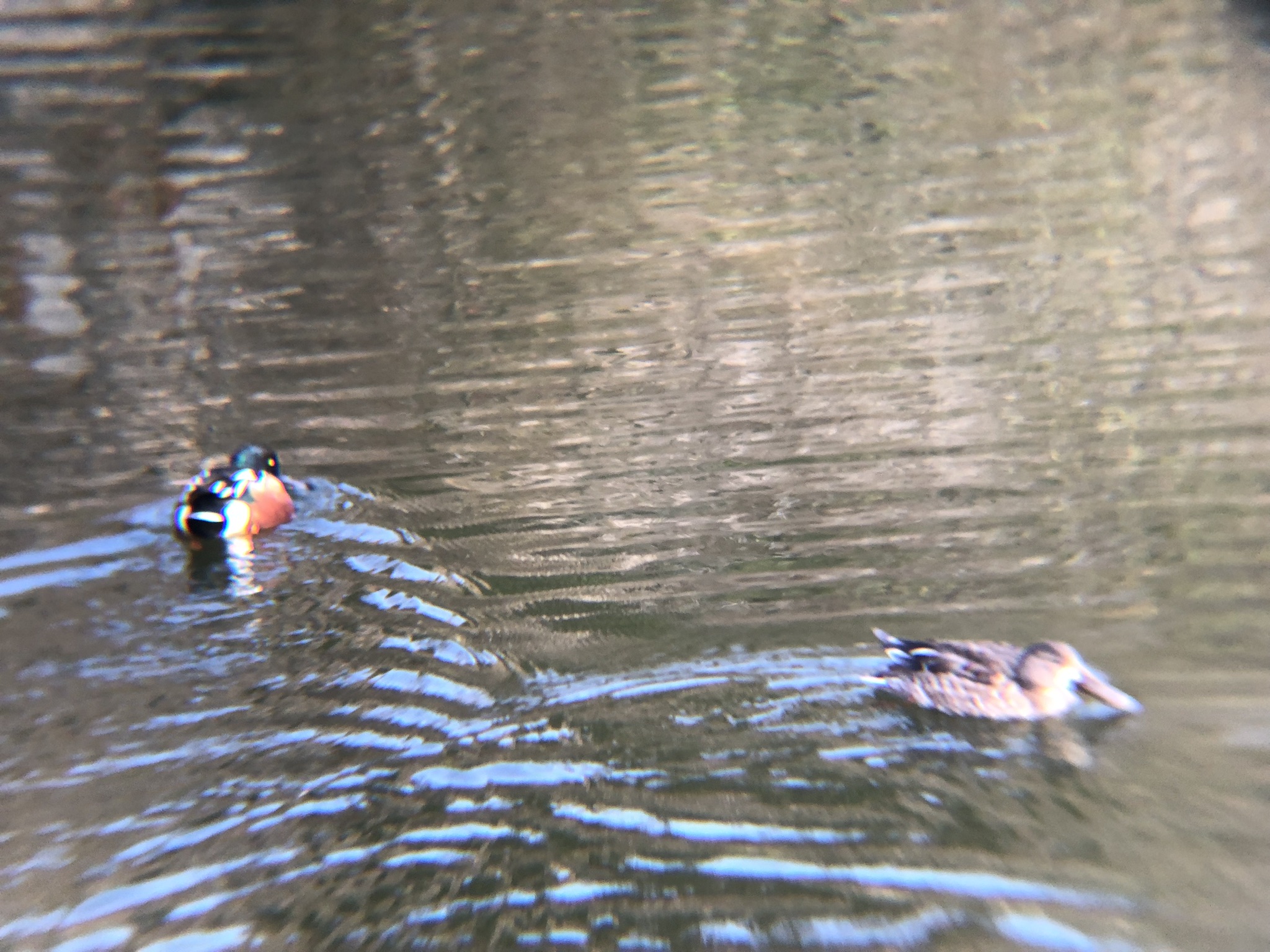ハシビロガモ 高松市牟礼町 ため池１月
