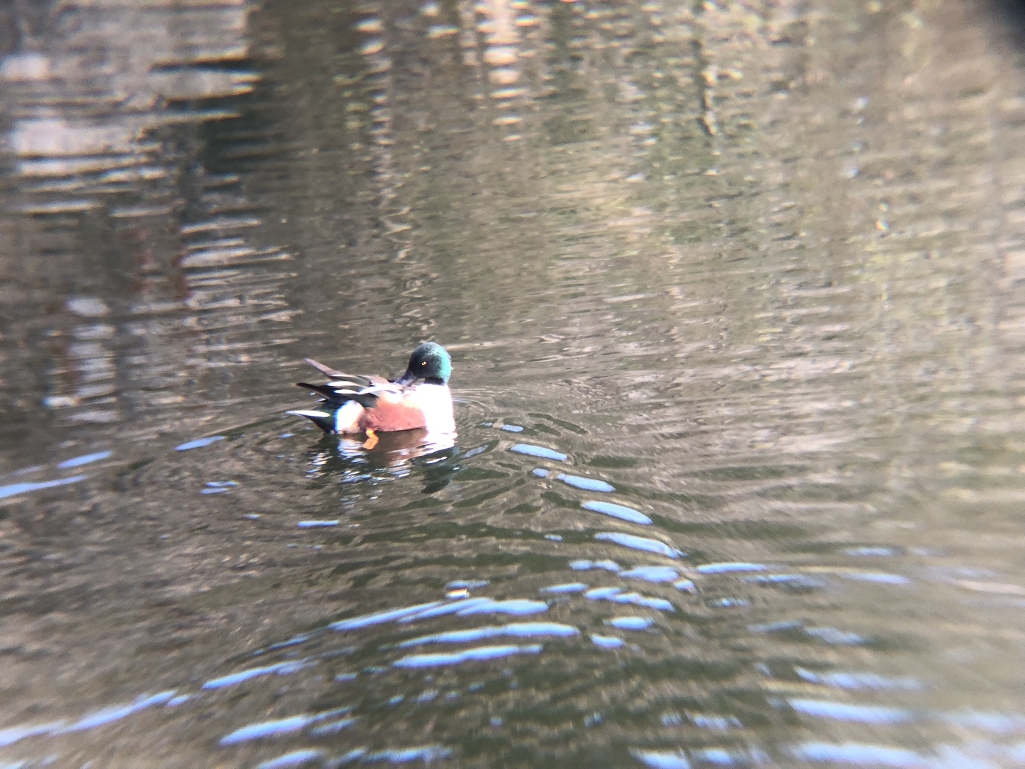 ハシビロガモ 高松市牟礼町 ため池１月