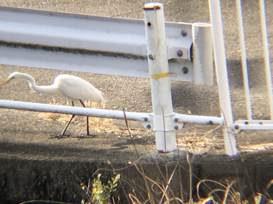 シラサギ（ダイサギ） 高松市牟礼町 ため池 12月撮影