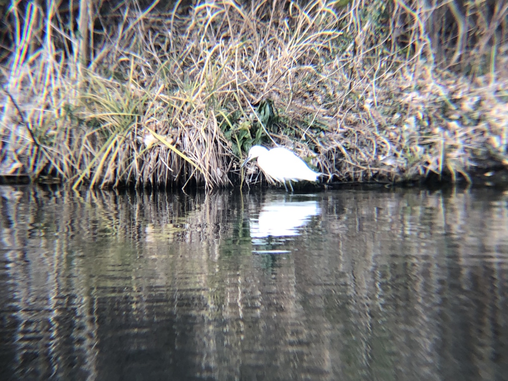 シラサギ(コサギ) 高松市牟礼町 ため池 2月