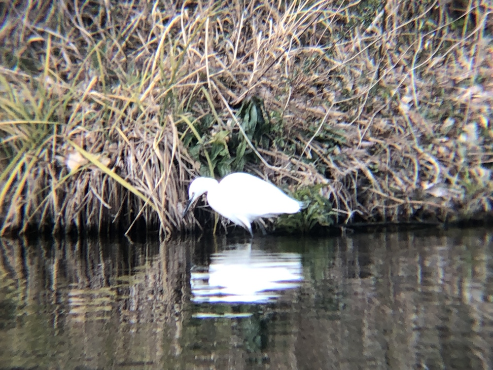 シラサギ(コサギ) 高松市牟礼町 ため池 2月